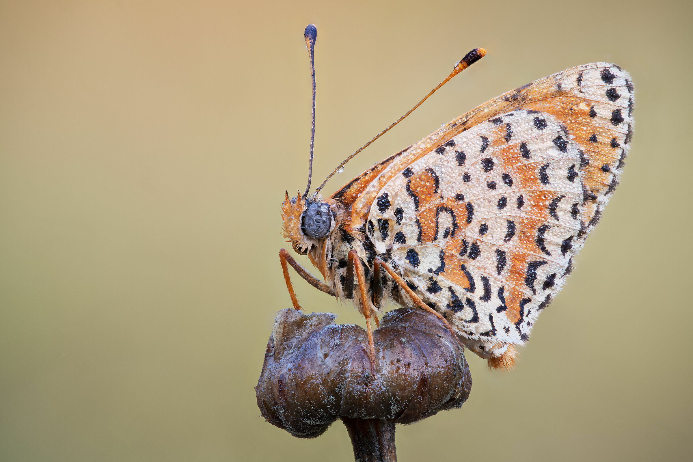 Melitaea didyma