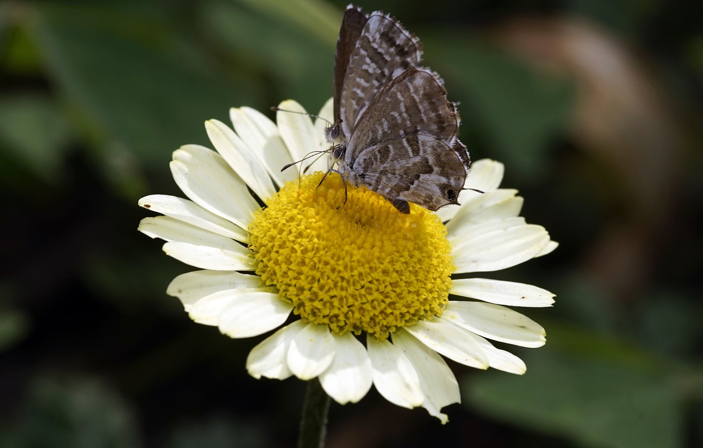 Non spingere...c'è posto per tutte e due