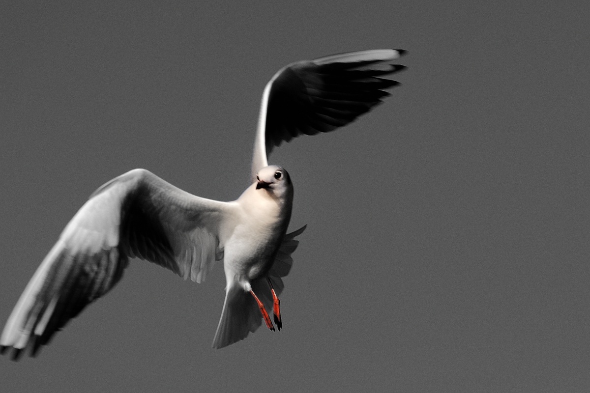 Gull Nikon D90 70-300 zoom f8 iso 200