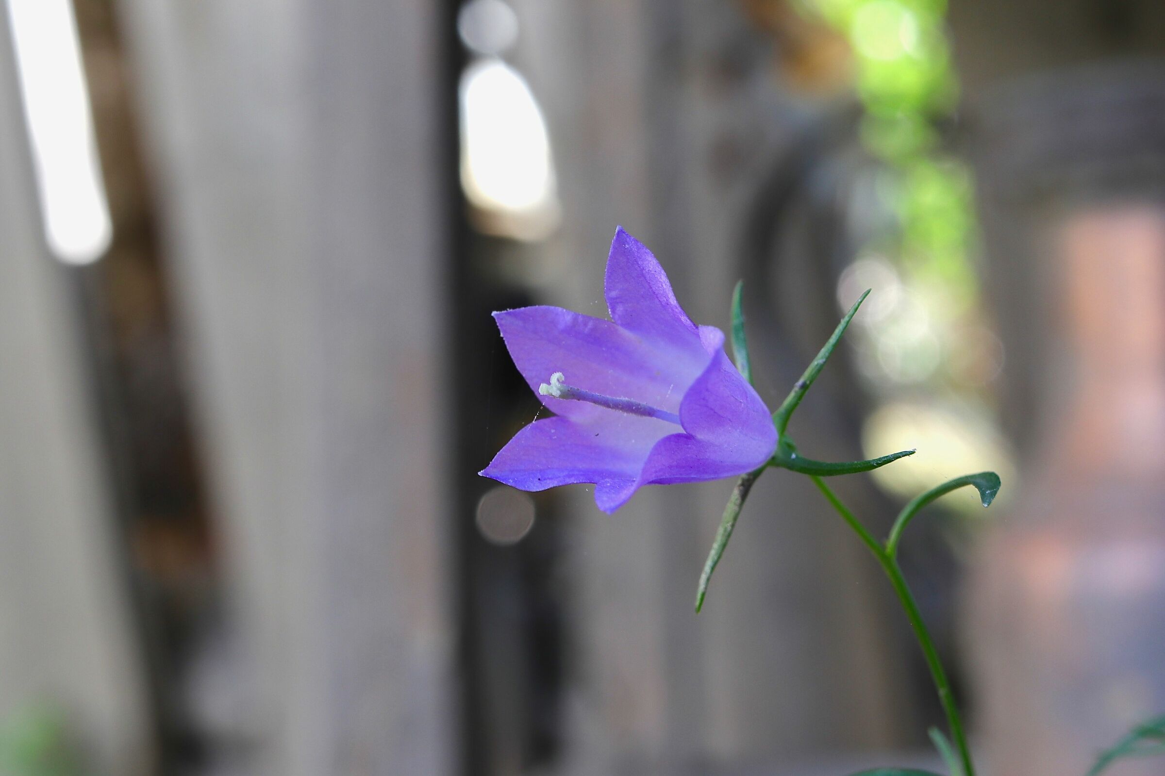 Campanellina (ma ina ina!)