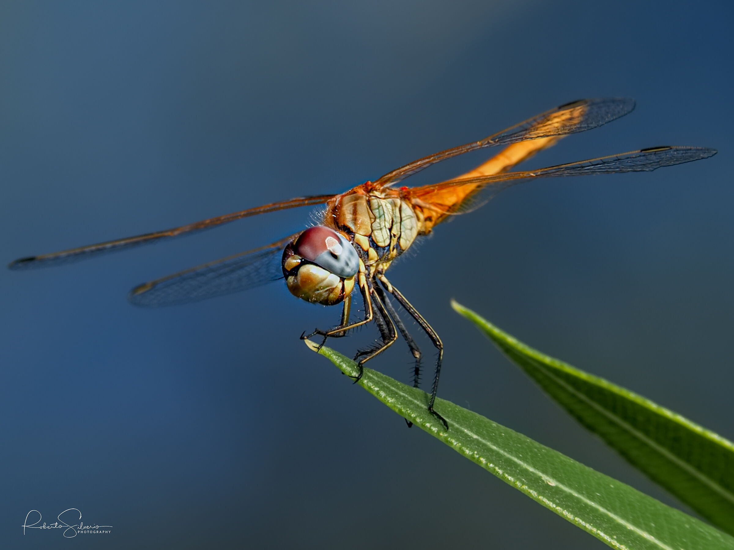 Dragonfly