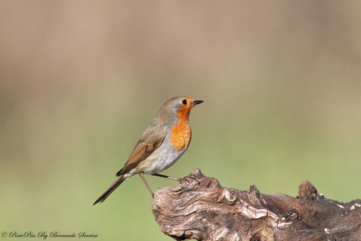 Pettirosso (Erithacus rubecula)
