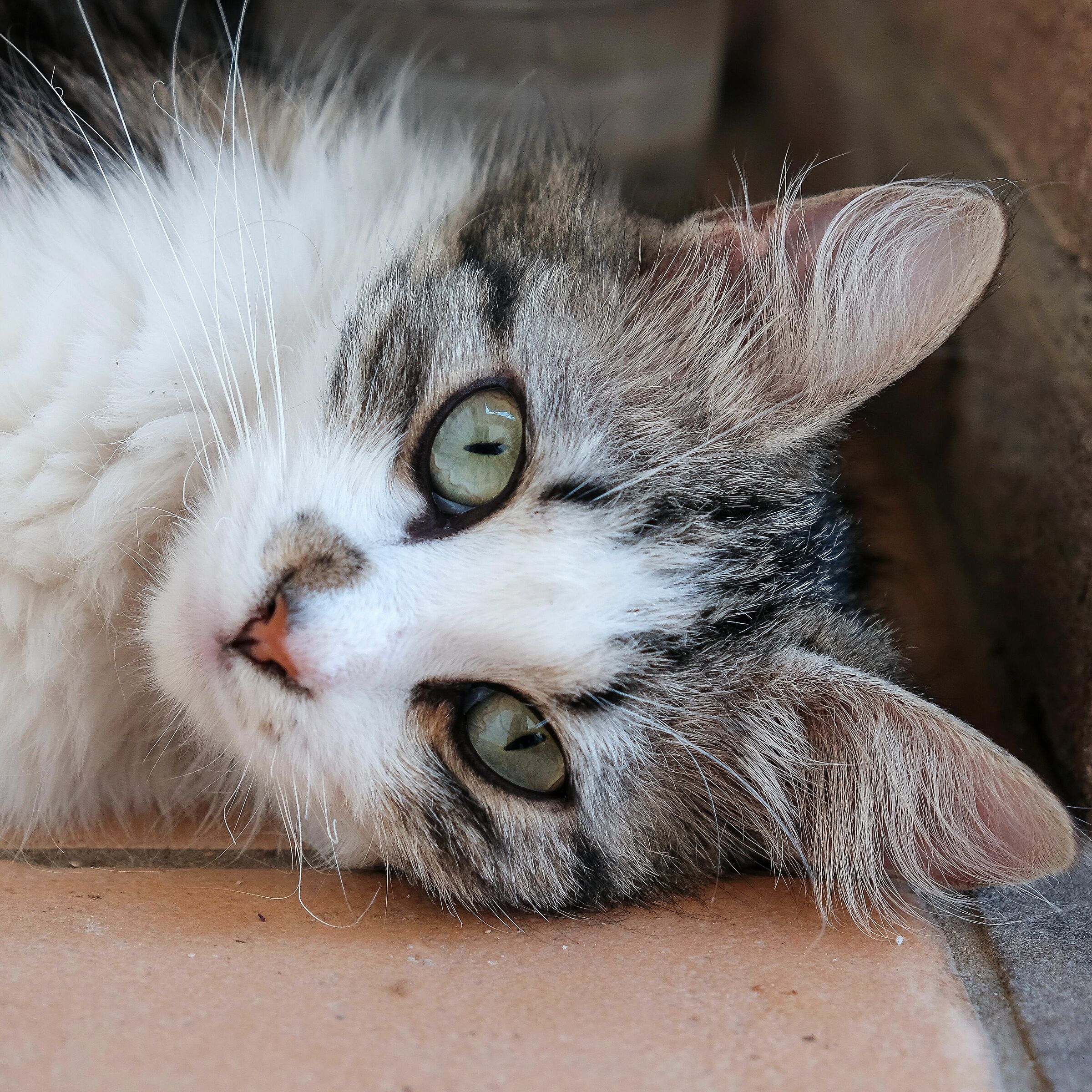 I can't do it..............