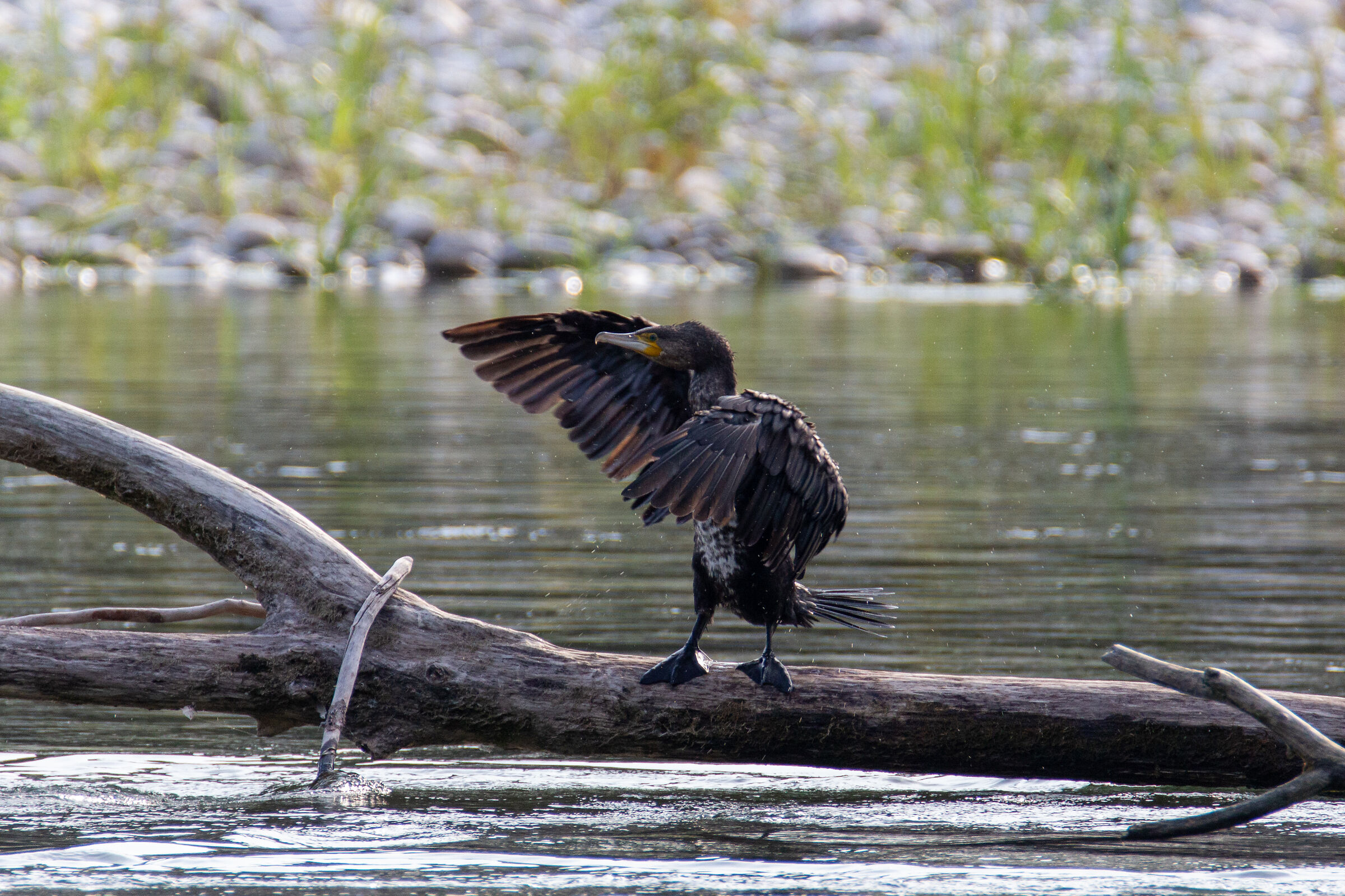 Cormorants on Ticino