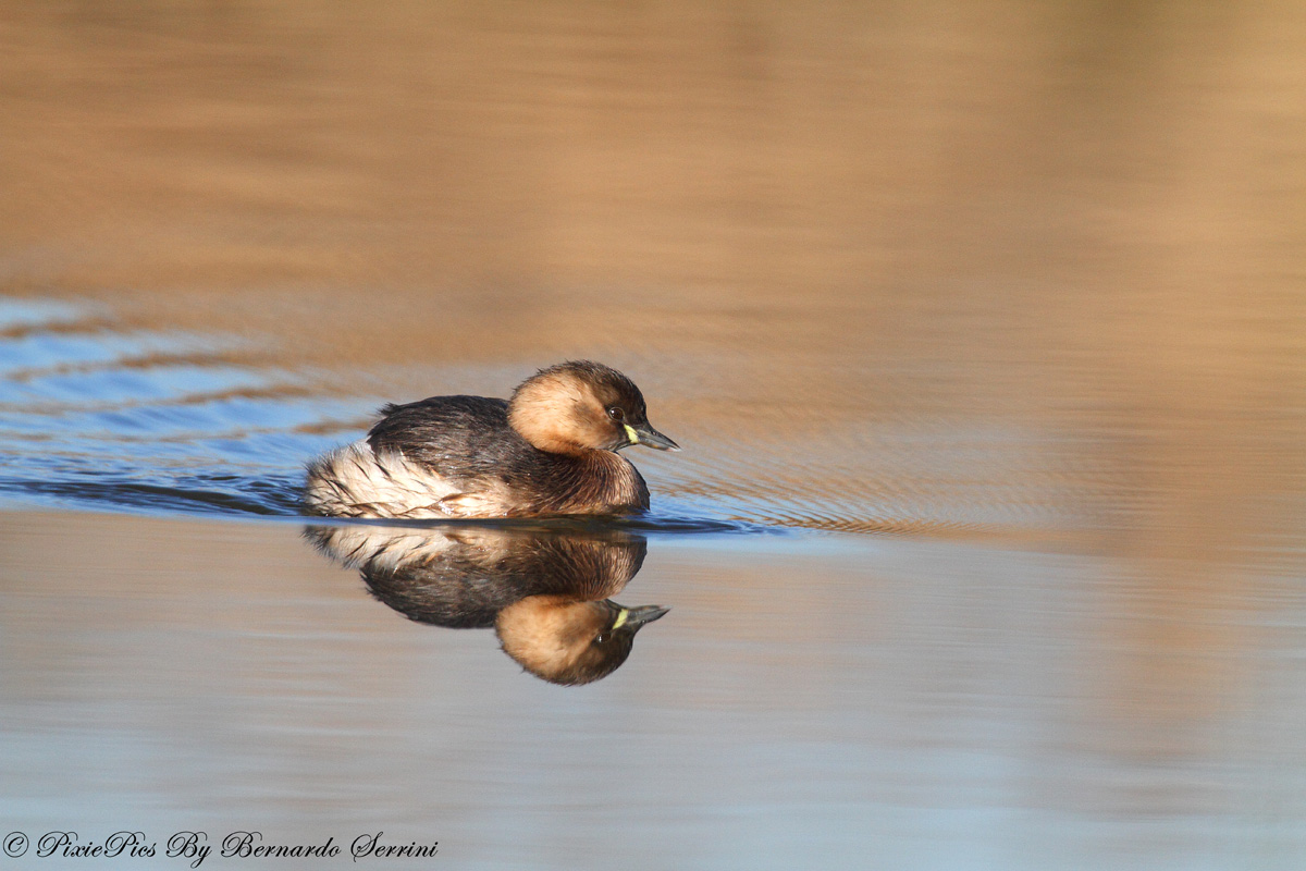 Tuffetto (Tachybaptus ruficollis Pallas)