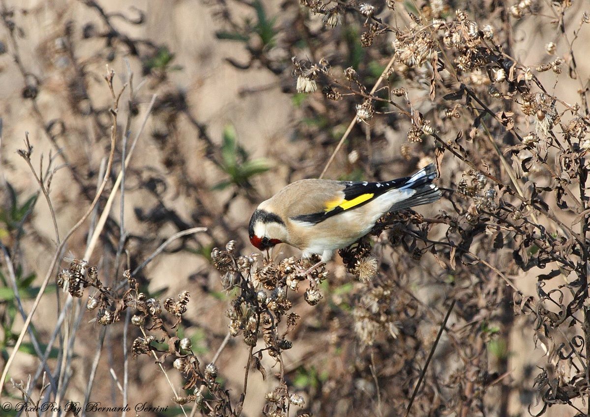 Cardellino (Carduelis carduelis)