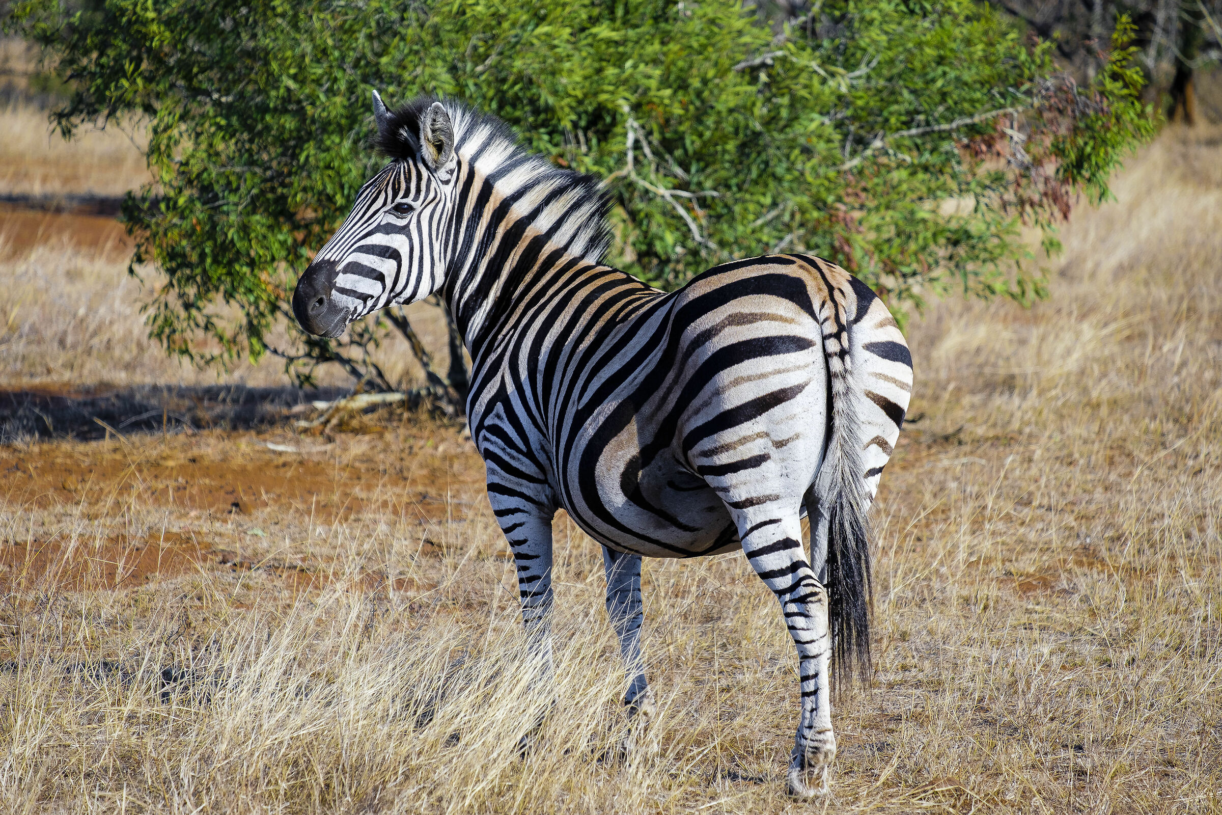 Zebra
