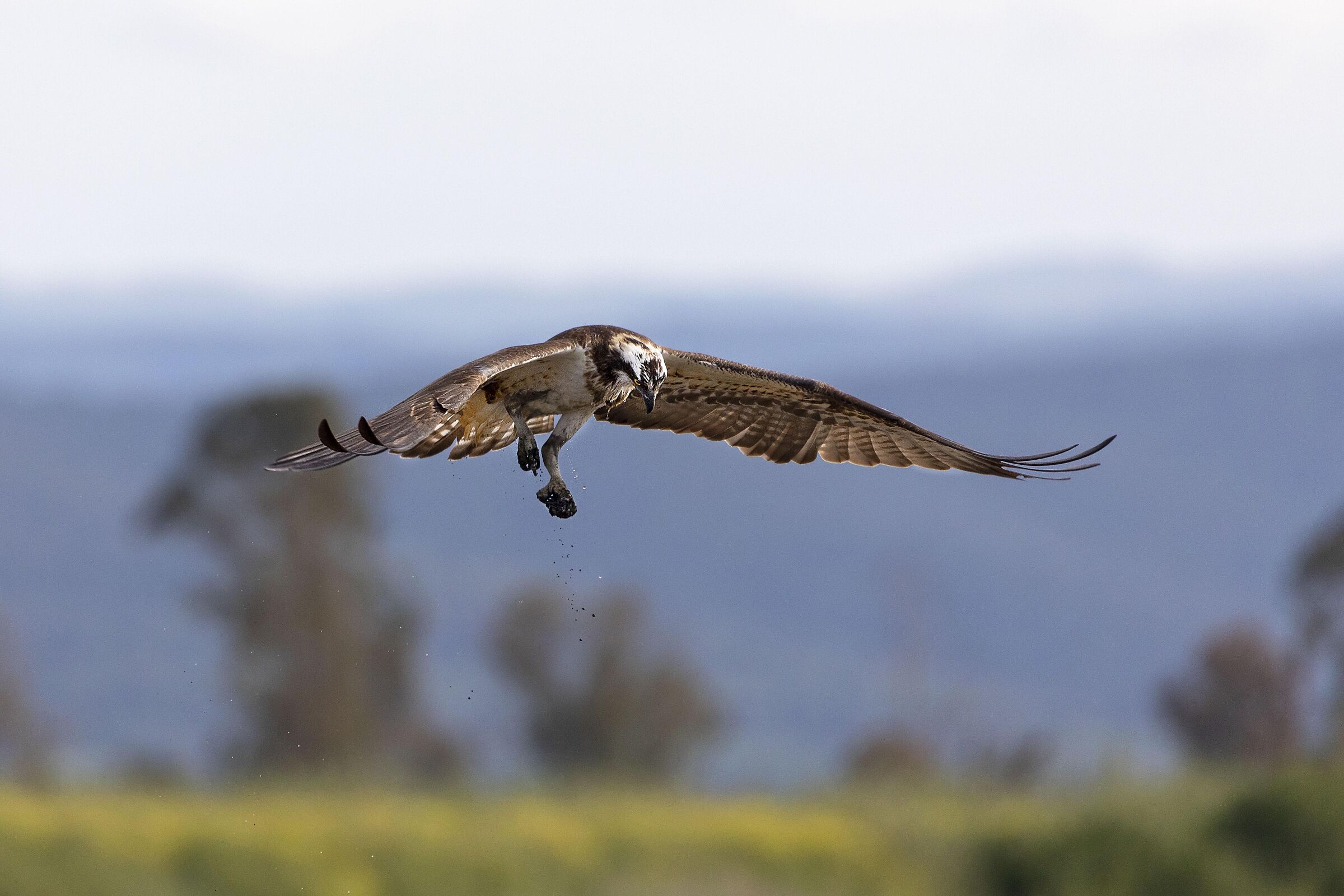 Falco Pescatore che ha mancato la preda