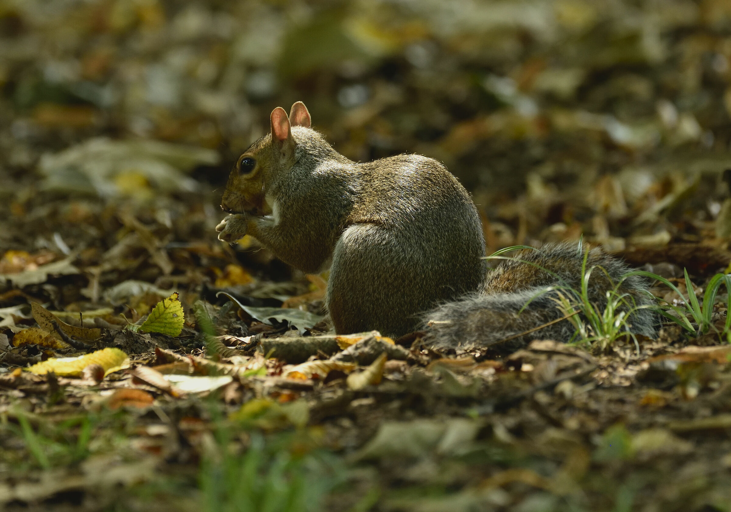 Scoiattolo del parco di Monza