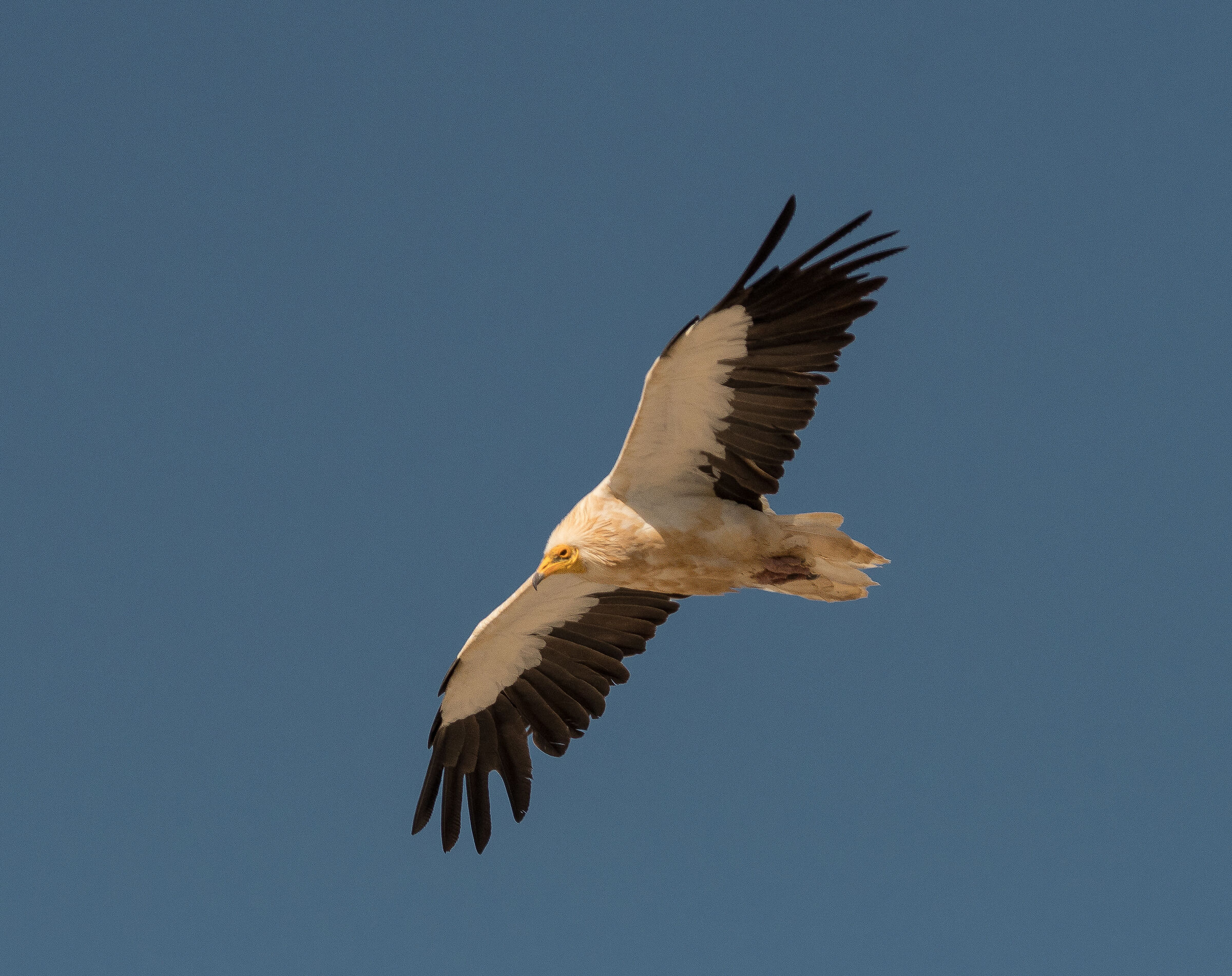 Egyptian Vulture of the Pyrenees