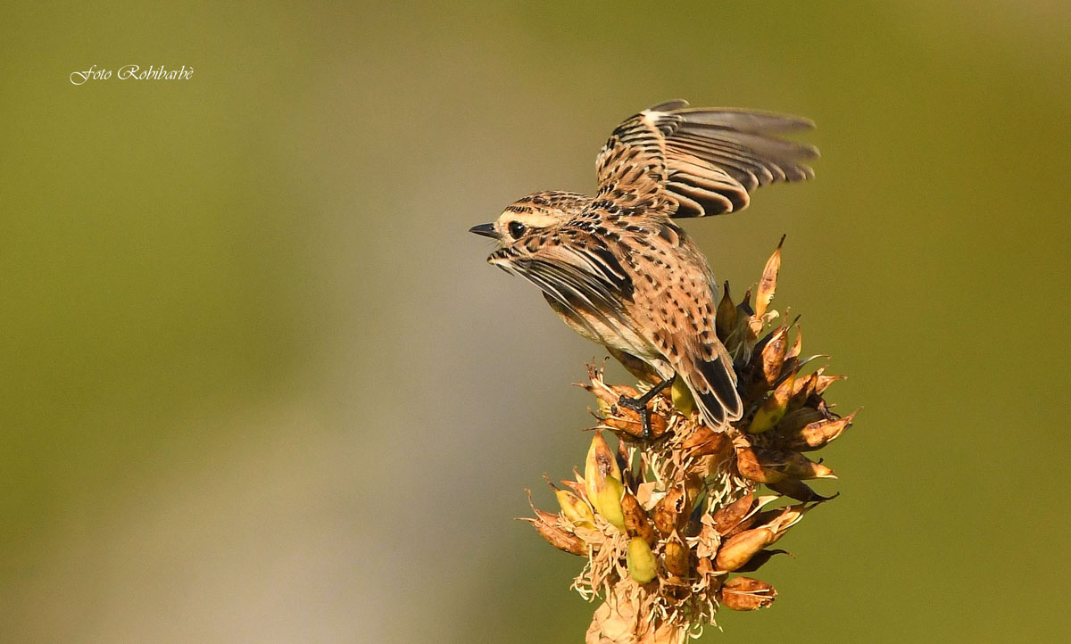 Stiaccino ... patrenza...