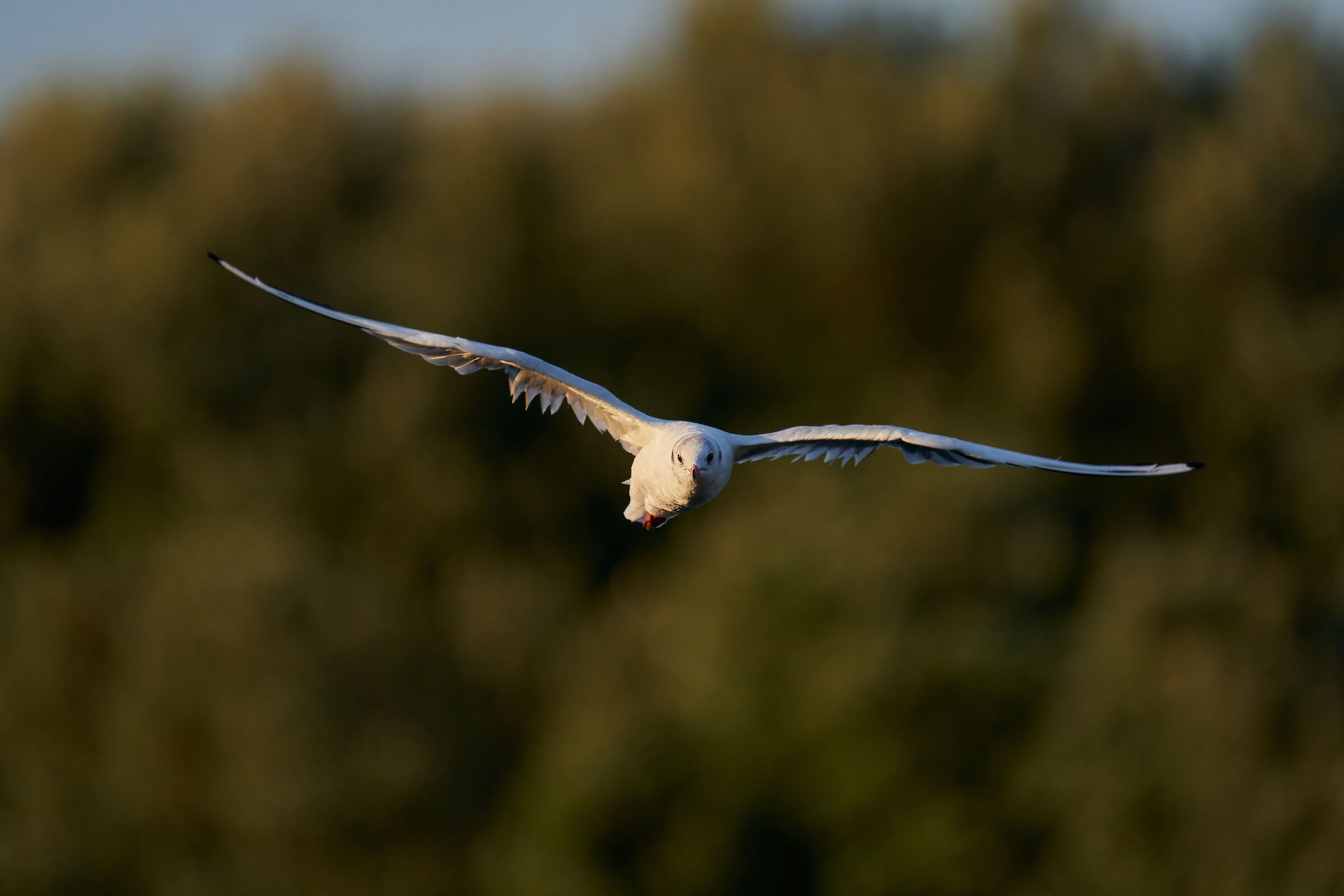 Seagull at sunset