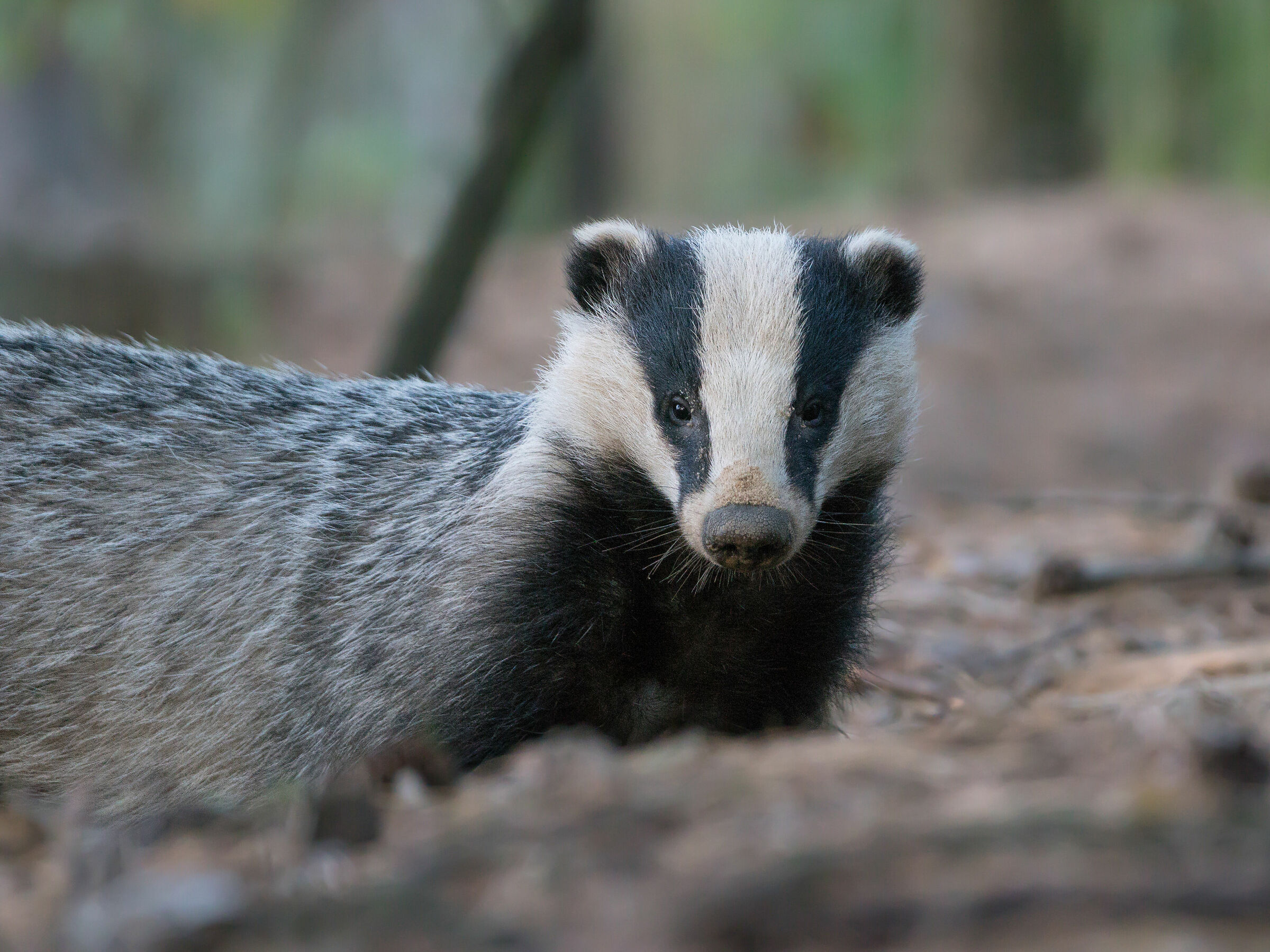 Tassoeurasiatico (Meles meles)