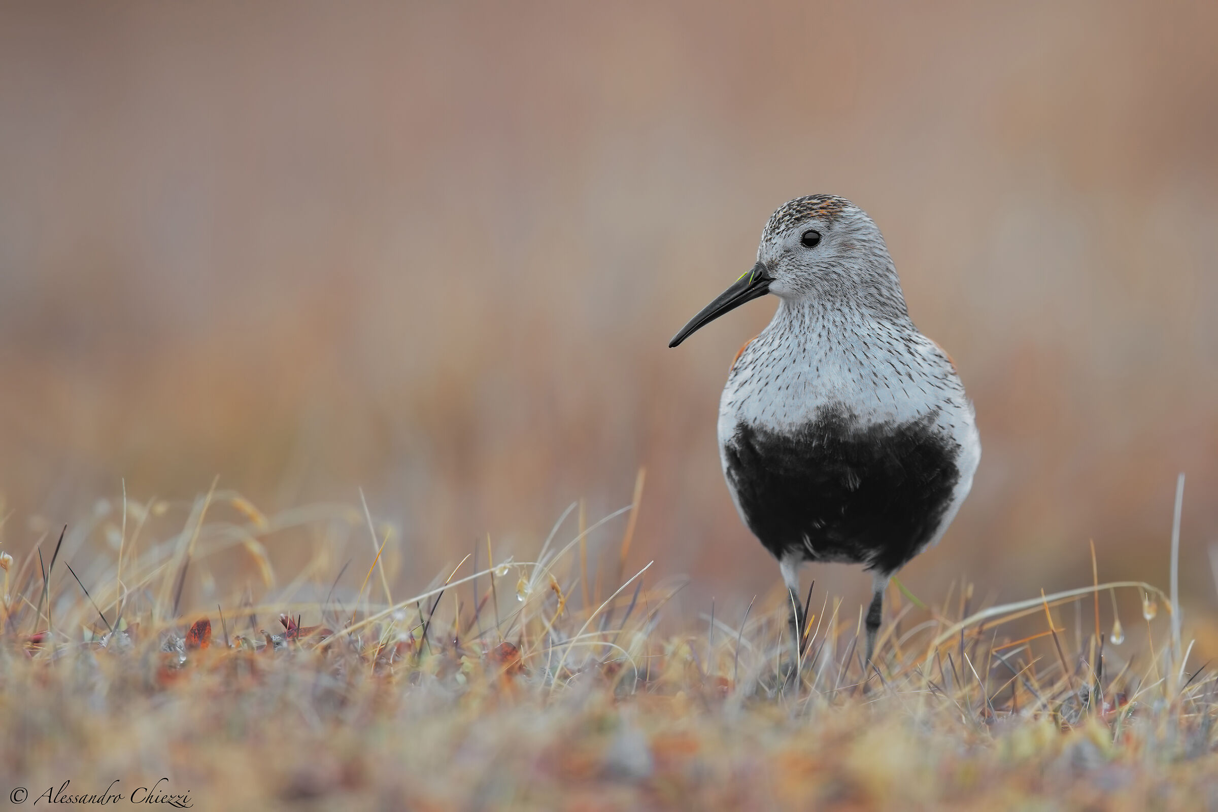 The lonely black belly