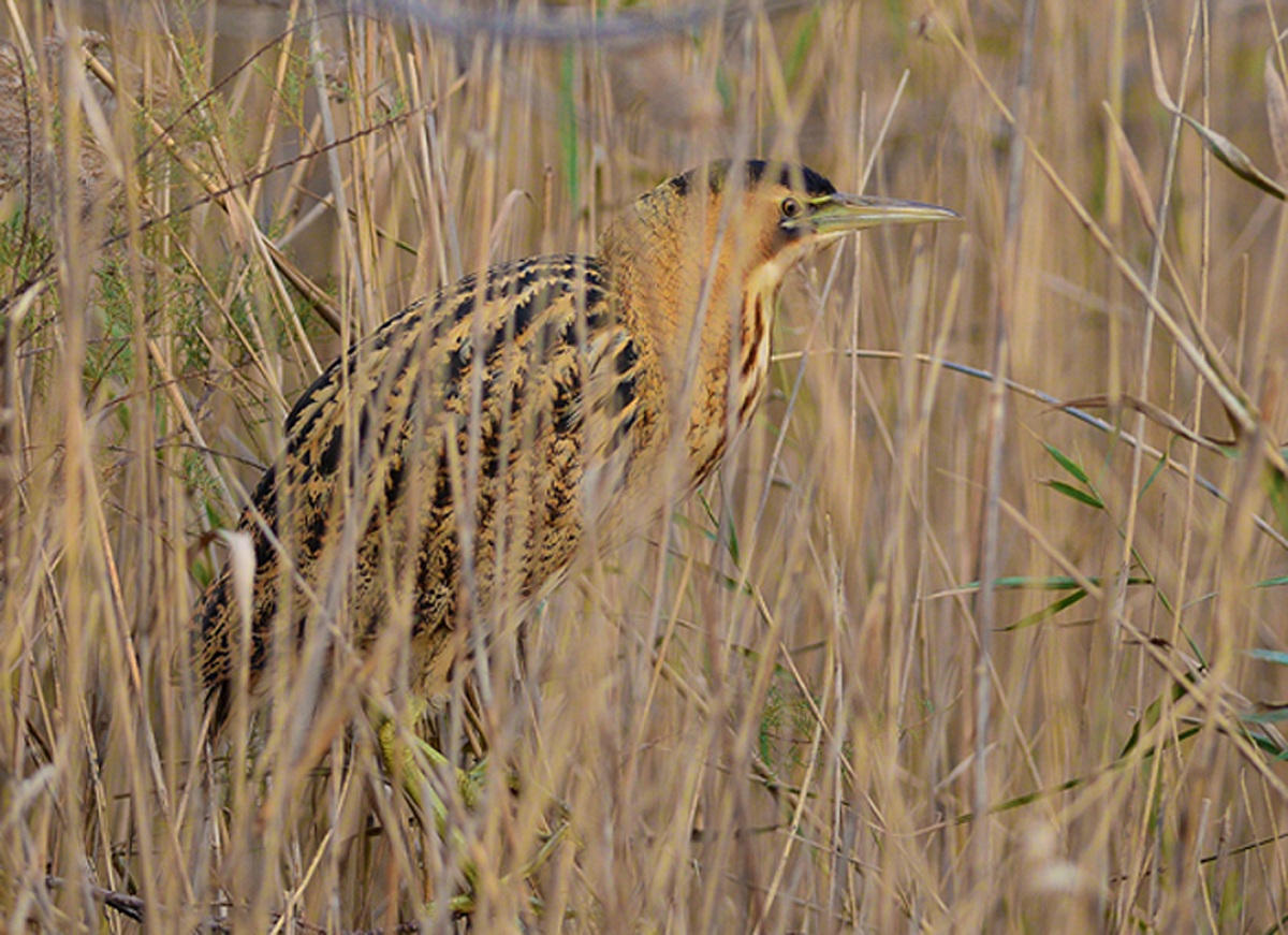 the mimetic nature of the bittern