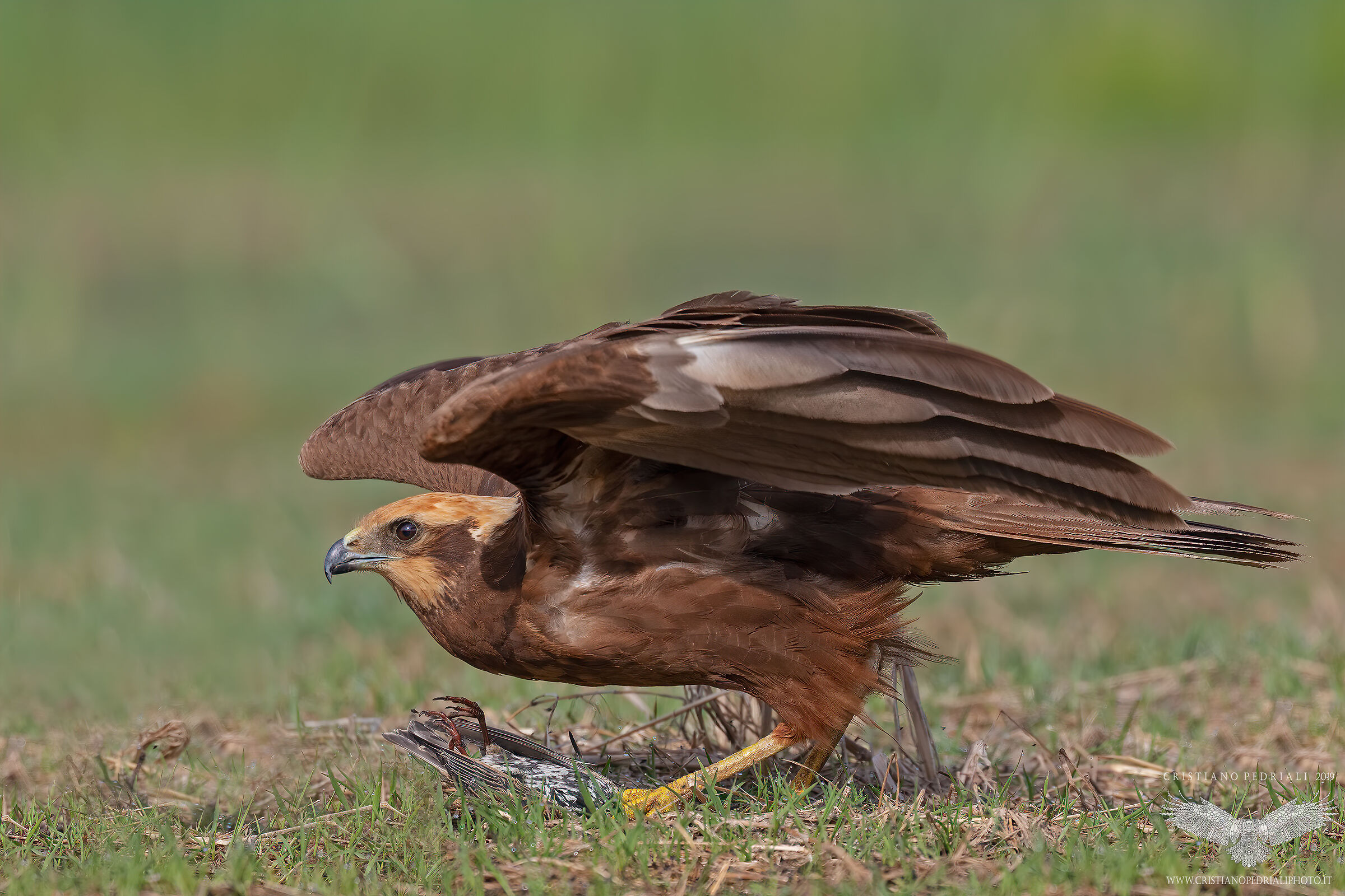 Falco di palude... atterraggio con preda