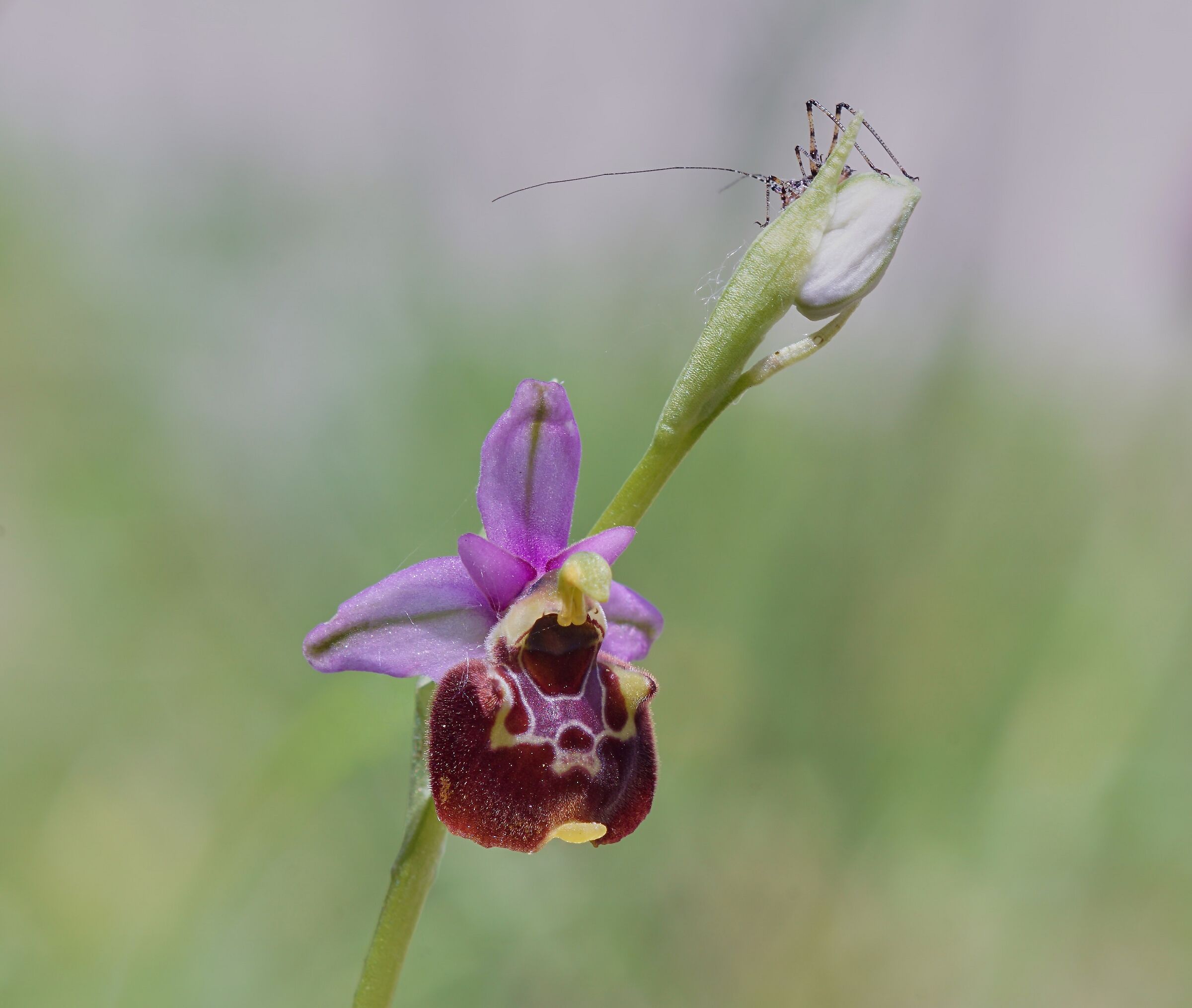 Ophrys