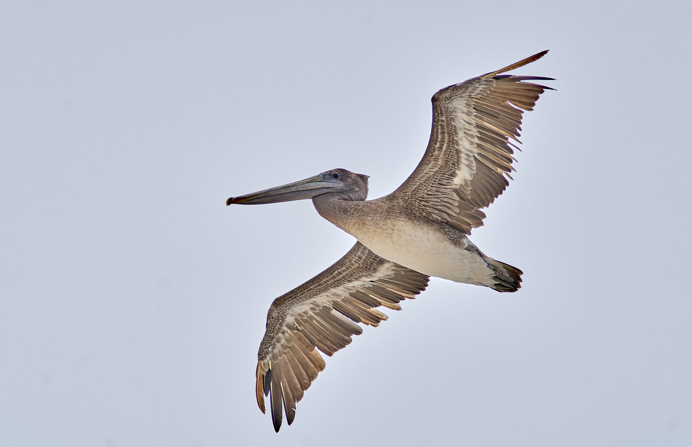 I am simply the best...