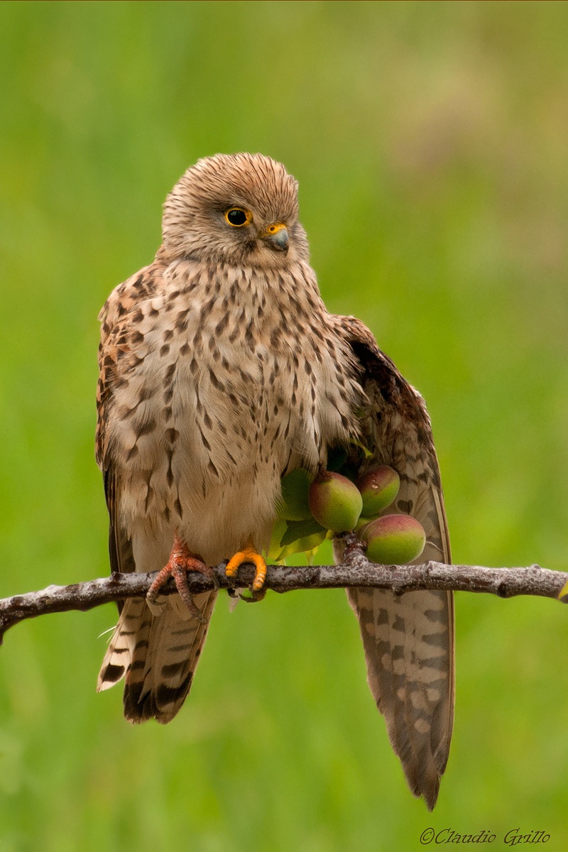 Kestrel