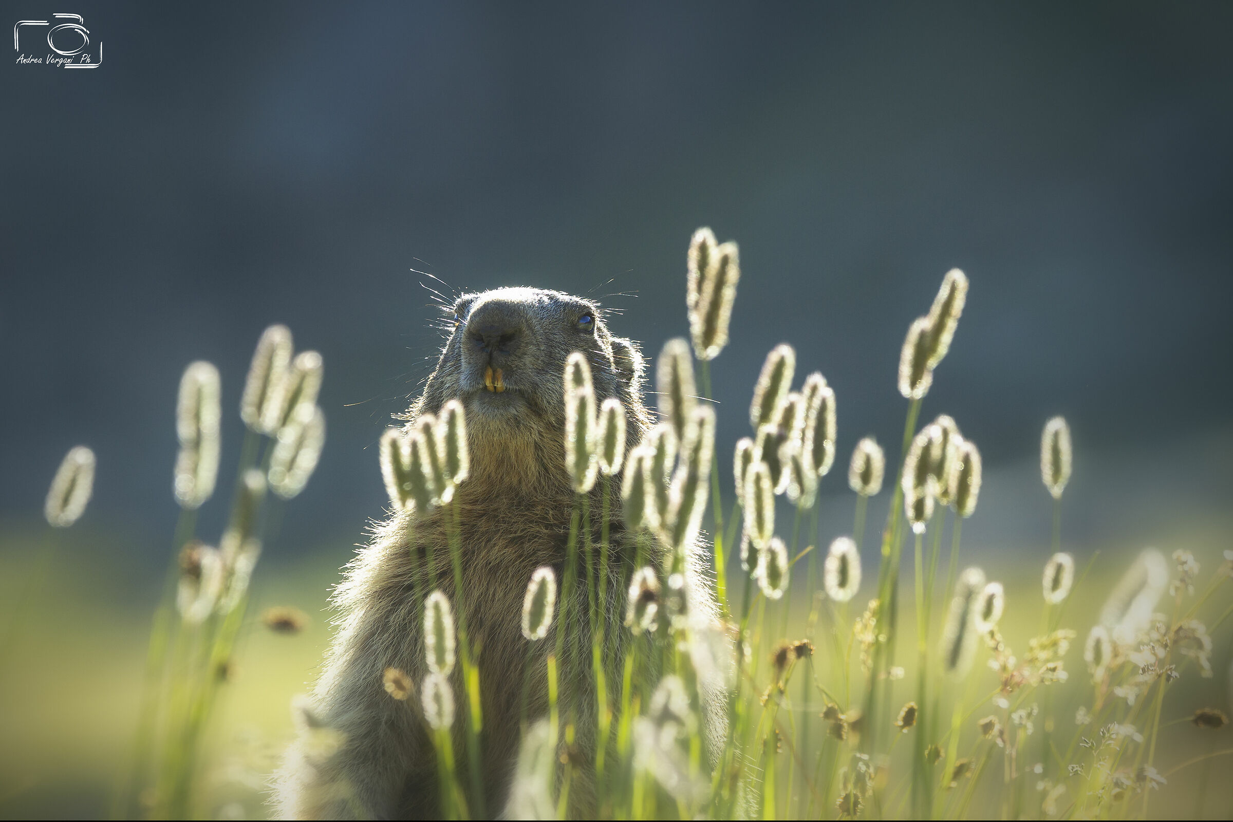 Marmotta