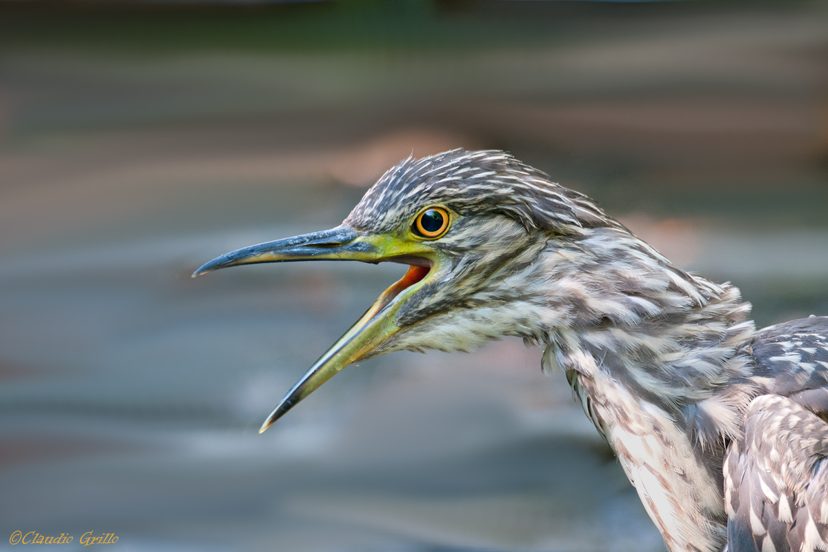 Night Heron juv.