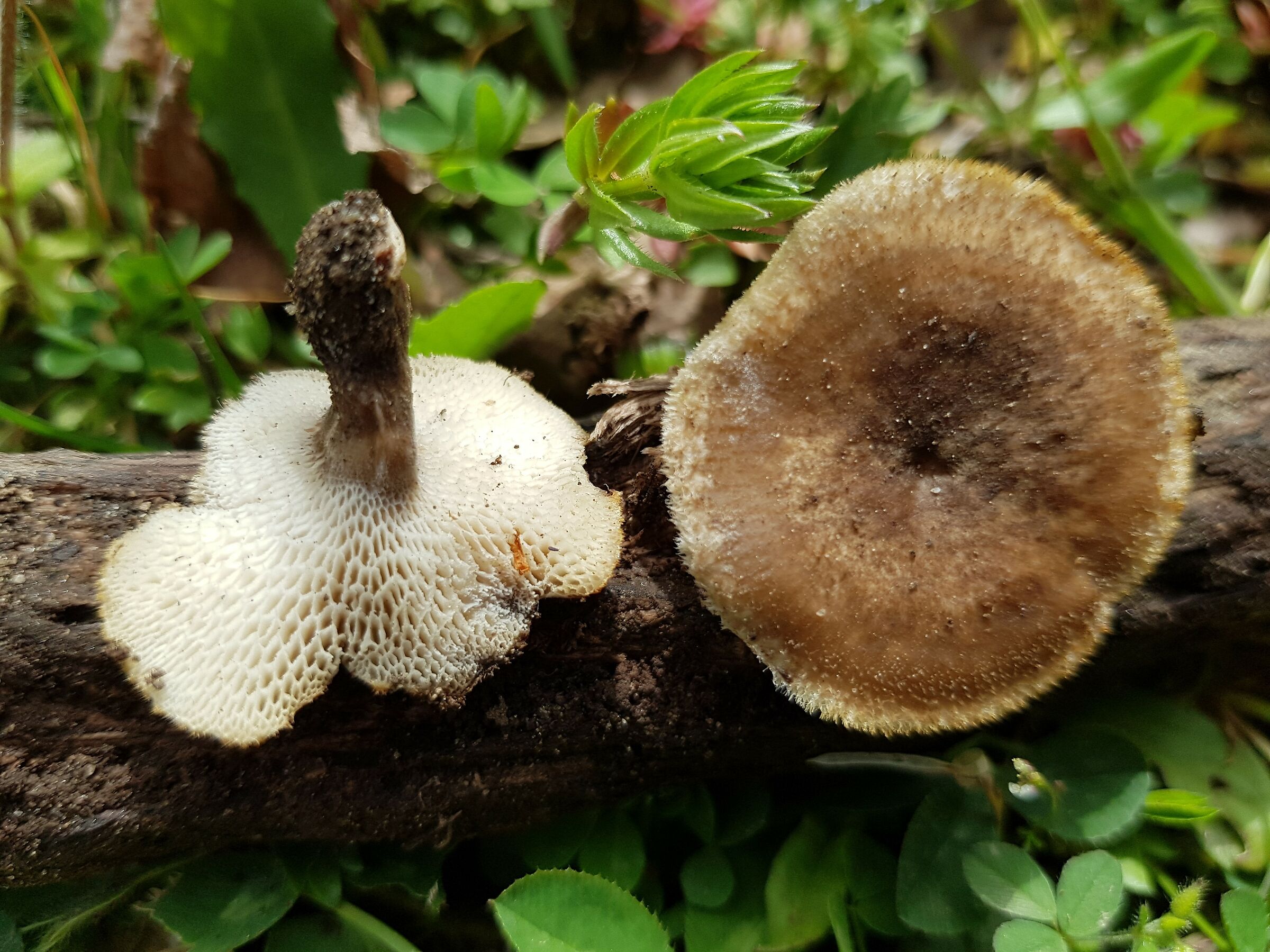 Polyporus ciliatus