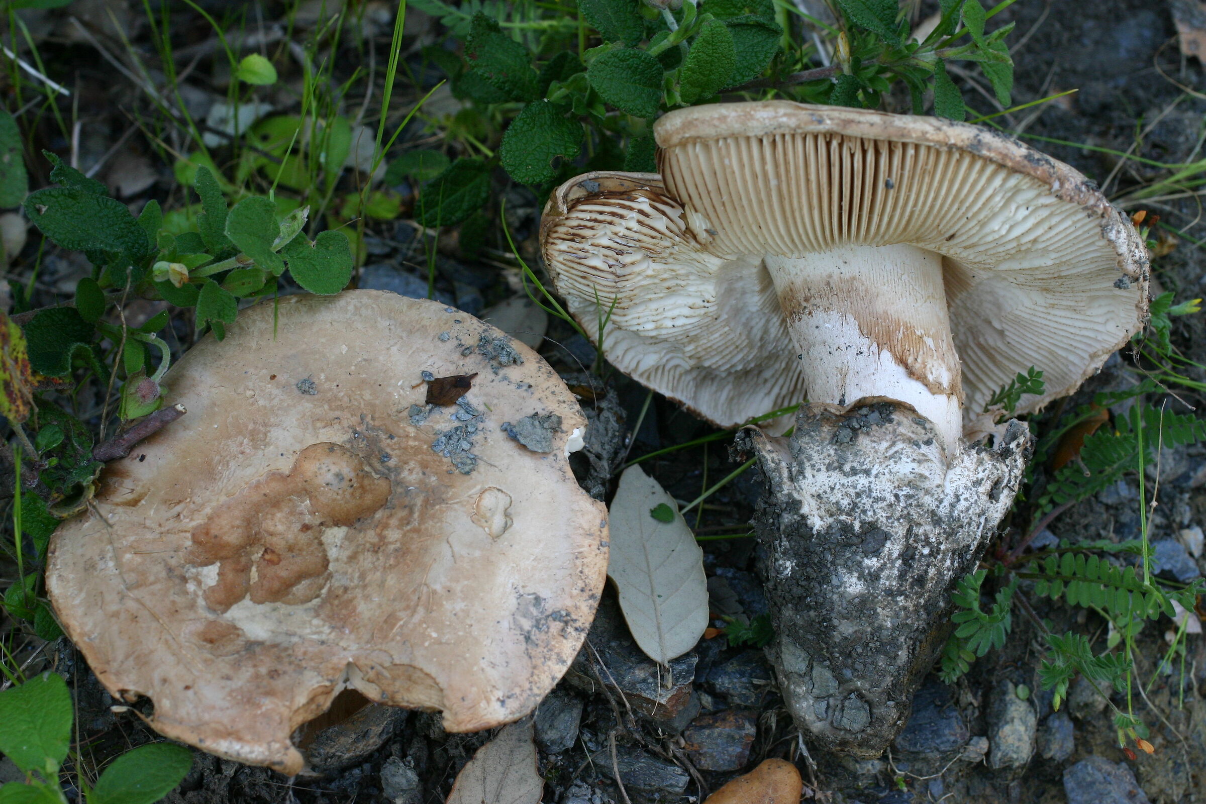 Amanita ponderosa