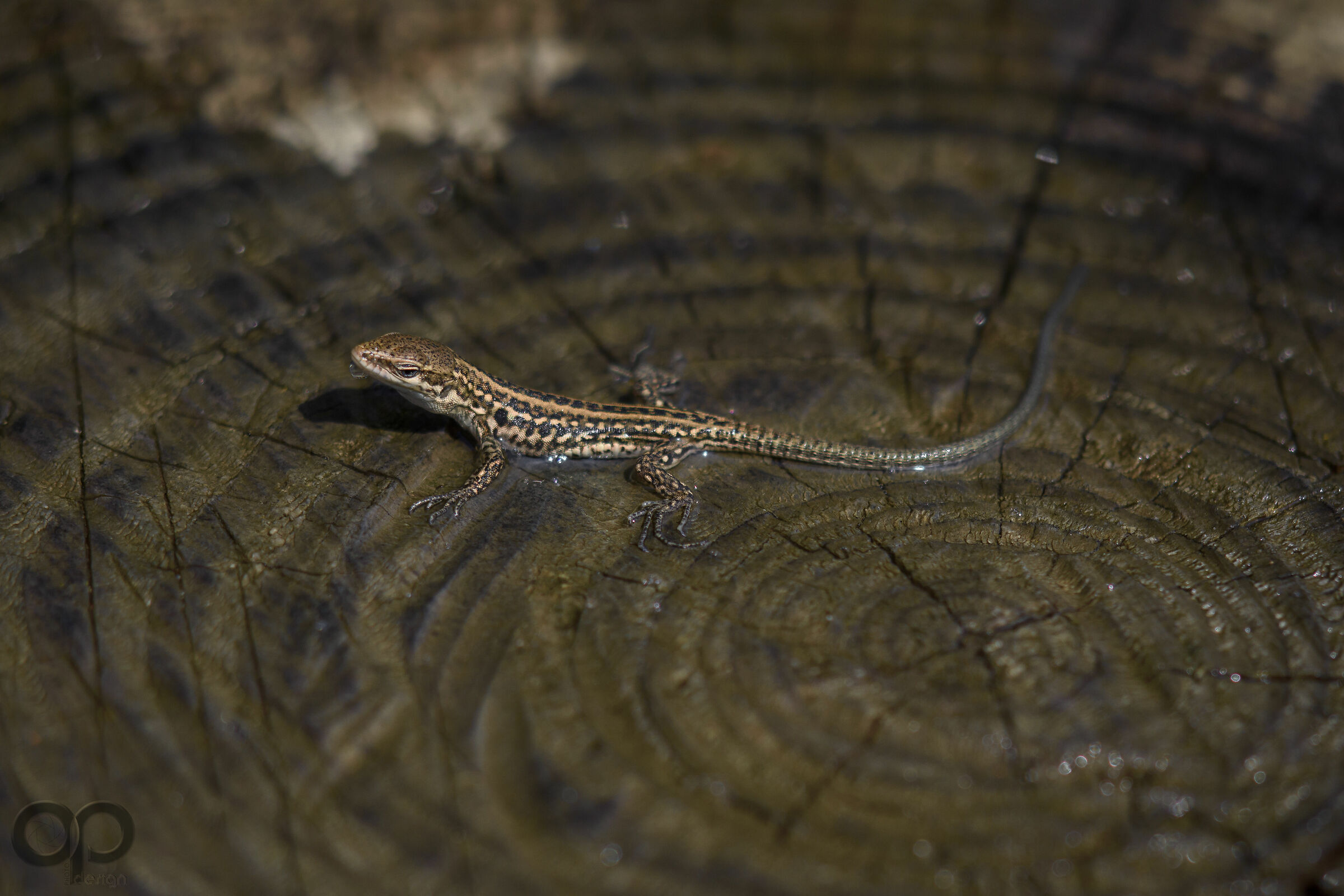 un pò di sole dopo il piovasco