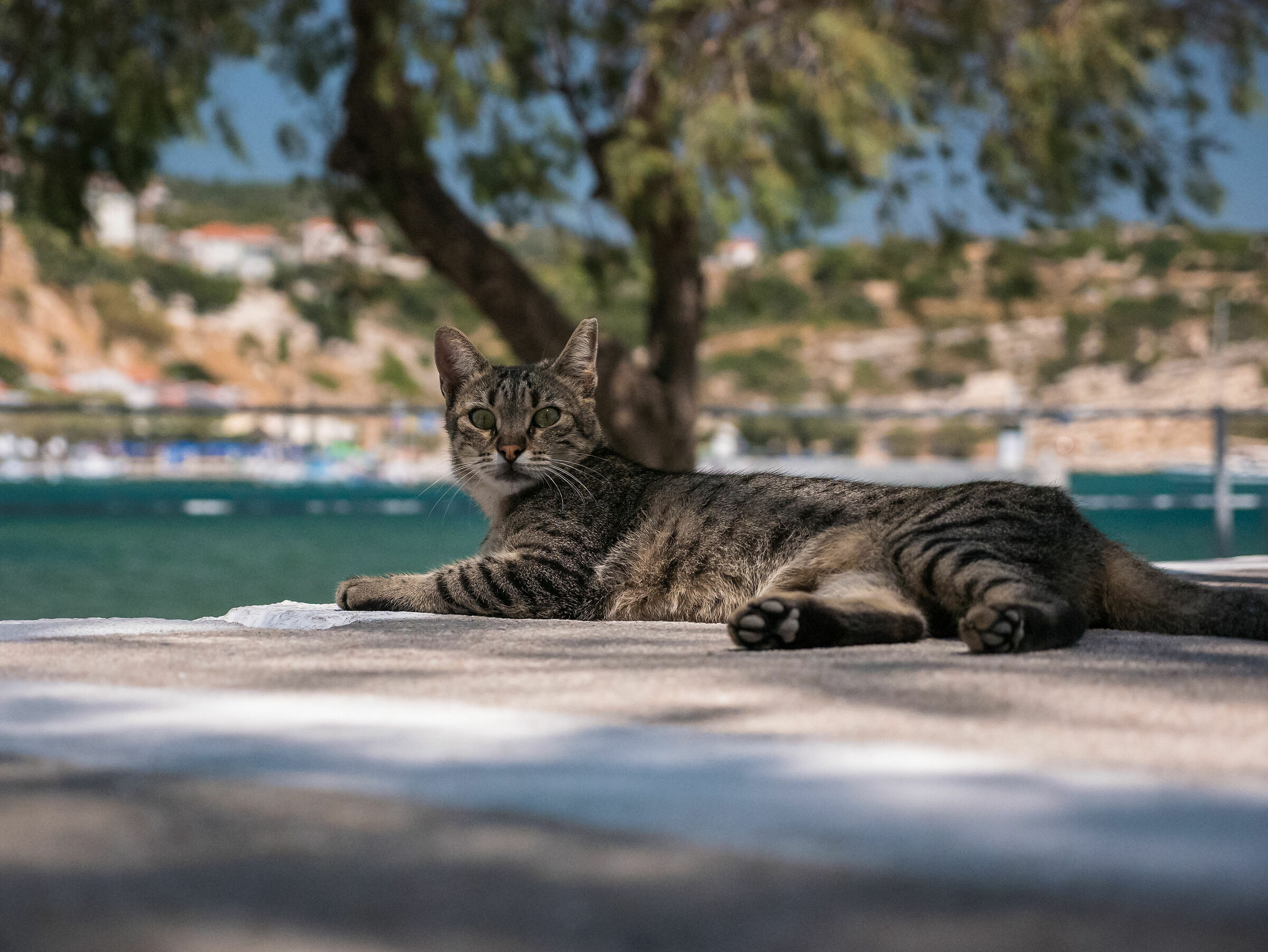 Pythagoreio Harbour (Samos)