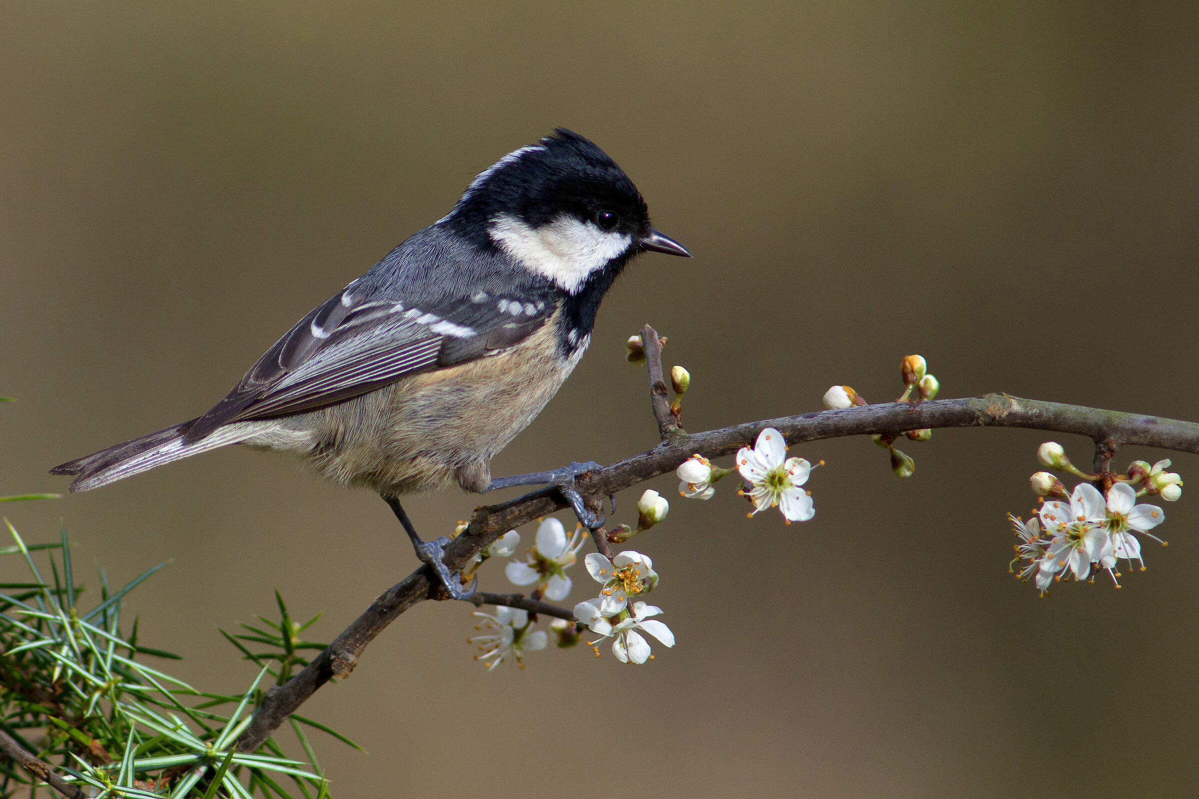 La minuscola Cincia mora