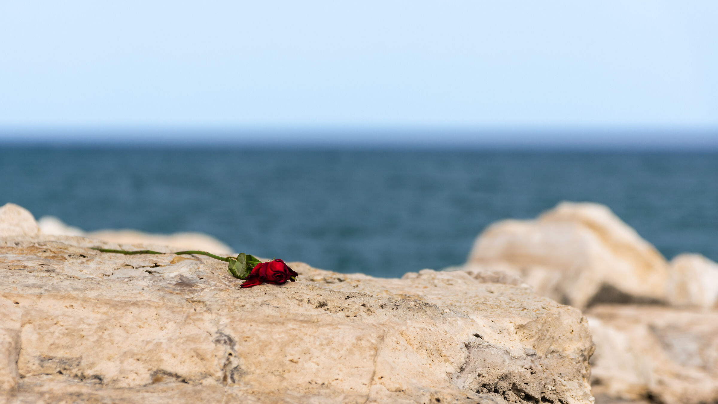 Rosa abbandonata sullo scoglio