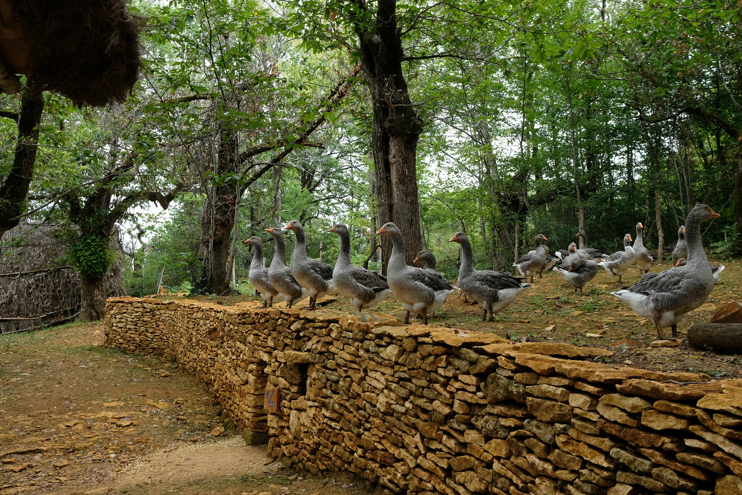 In fila per cinque con il resto di due