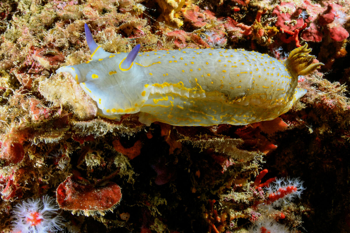 Nudibranch
