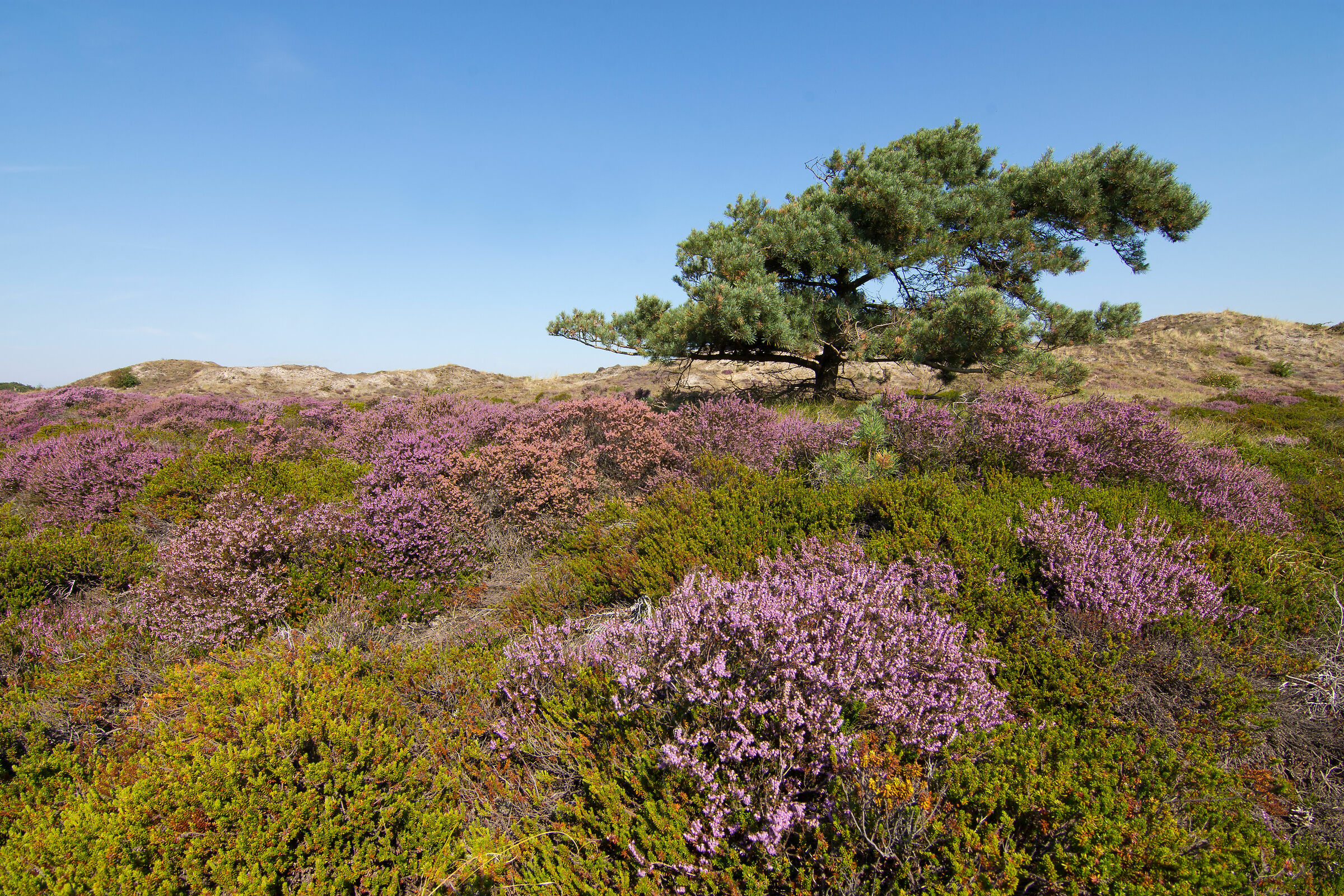 blooming heaths, along the coast