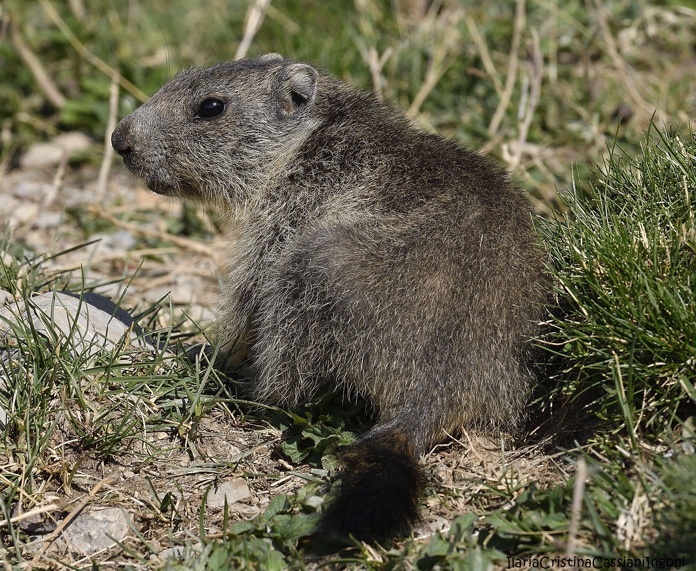 Juv Marmot.