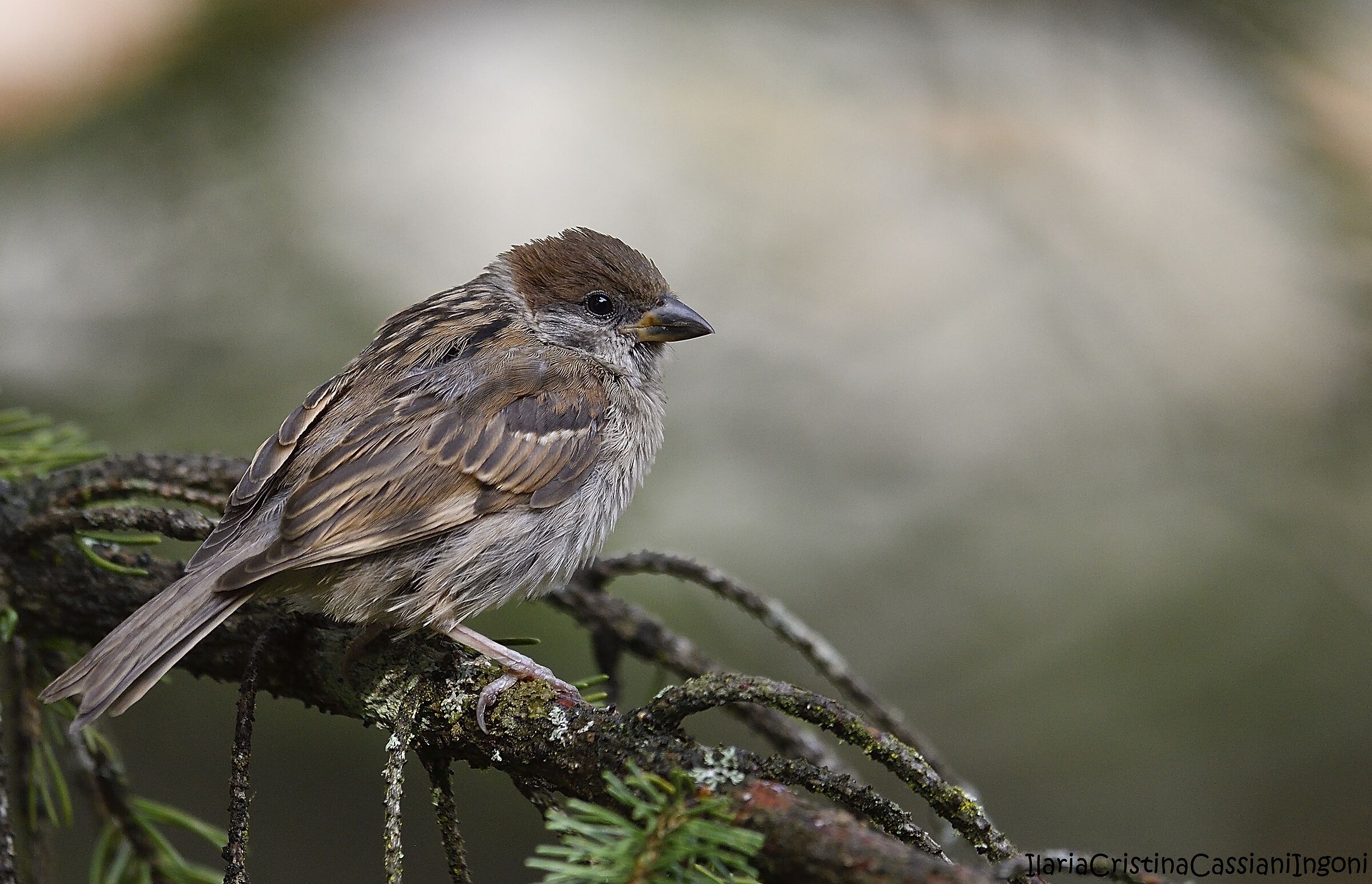 Passera mattugia juv.