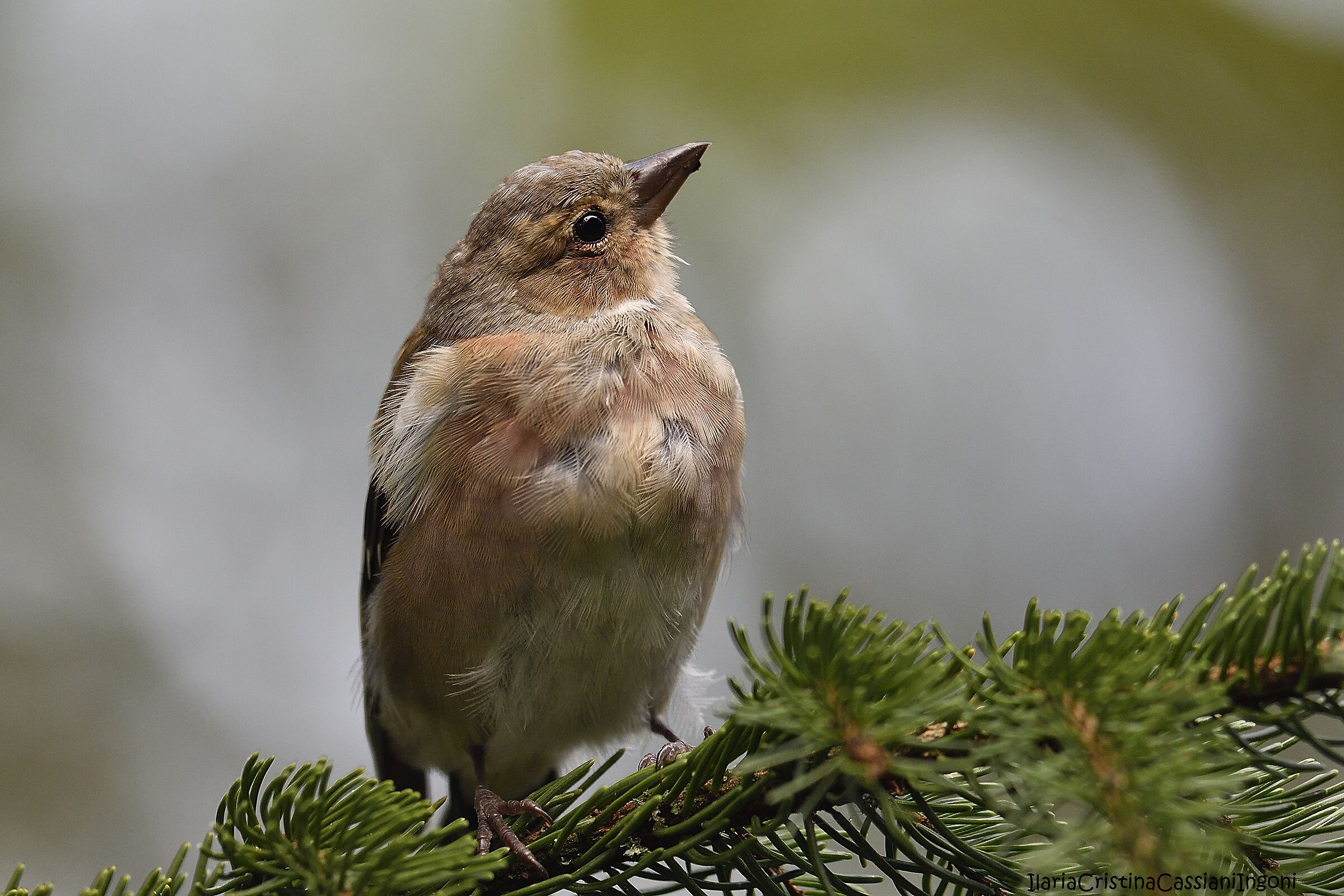 Fringuello maschio juv.