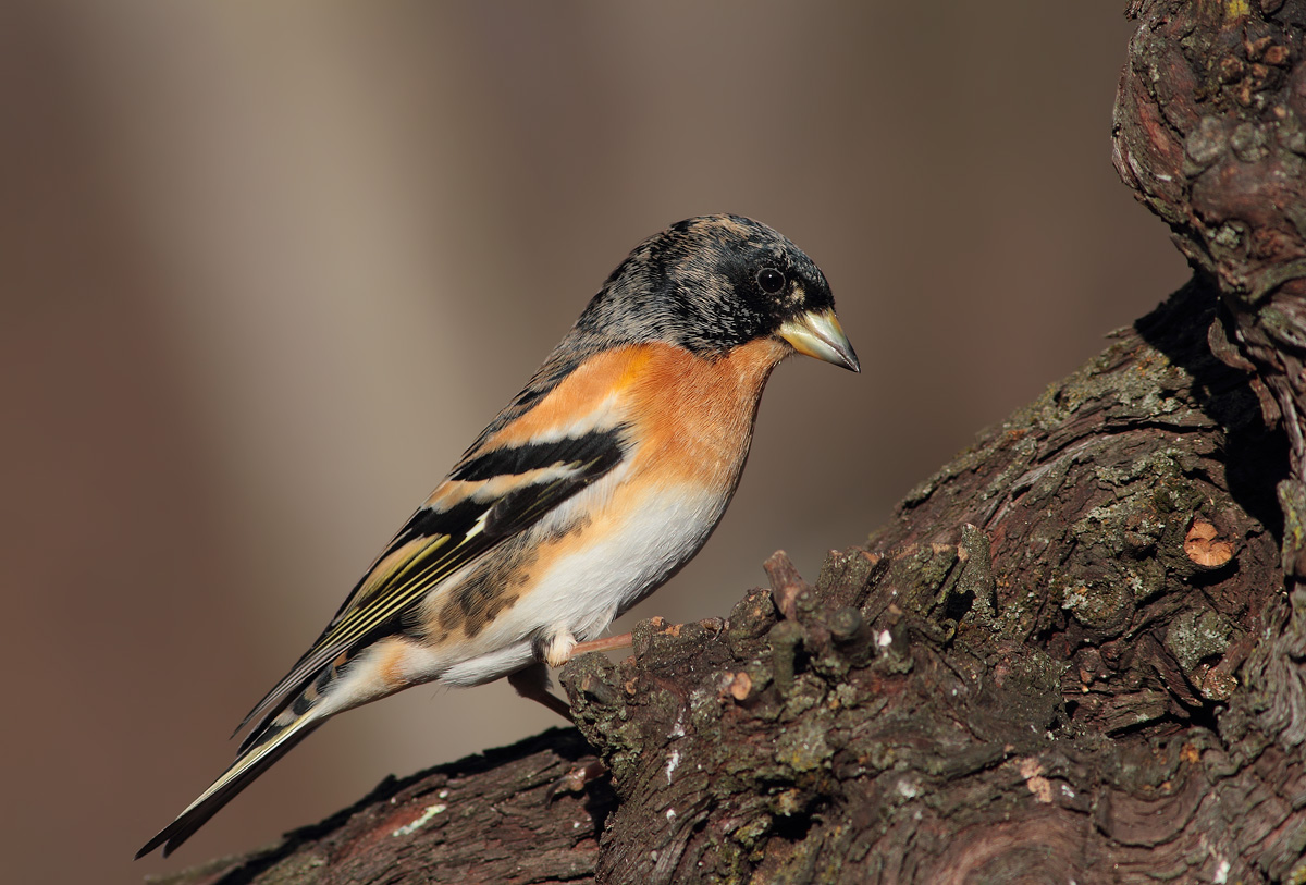 Brambling
