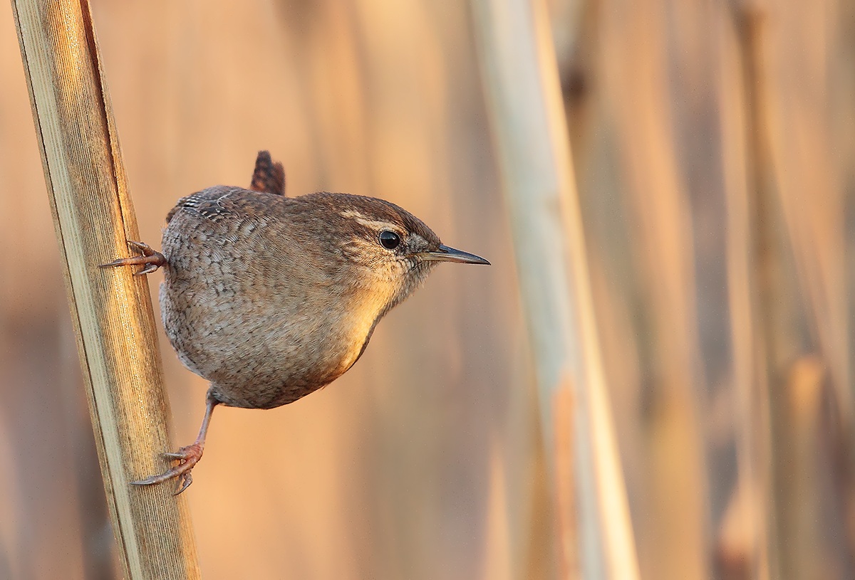 Wren