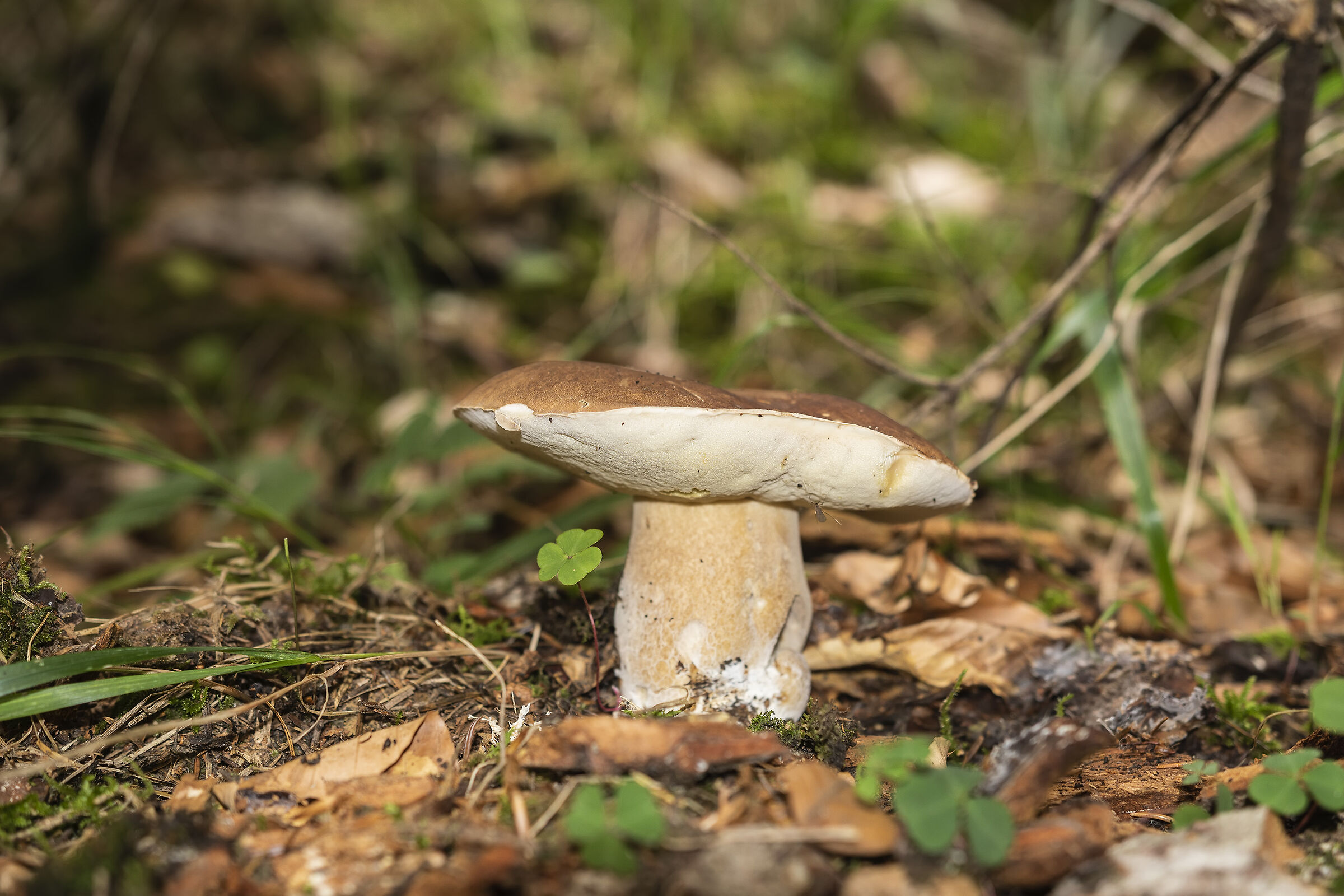 e' iniziata la stagione dei funghi