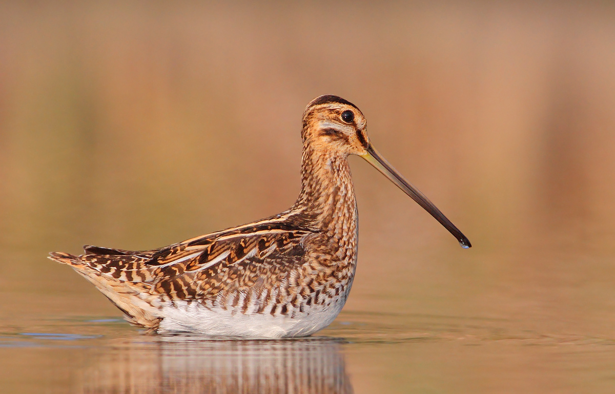 Snipe
