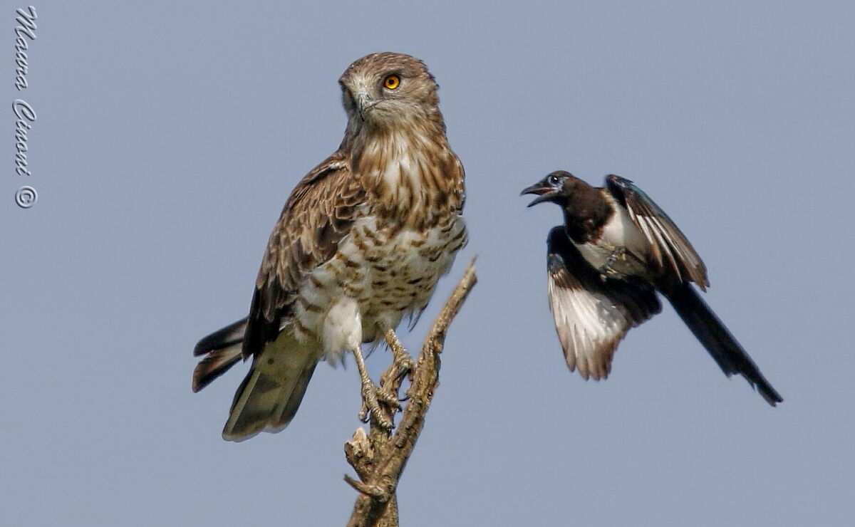 Biancone(Aquila dei Serpenti) mobbing di Gazza. Italia