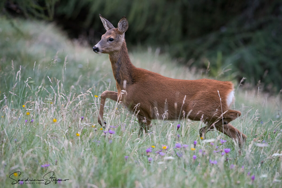 Female roe deer