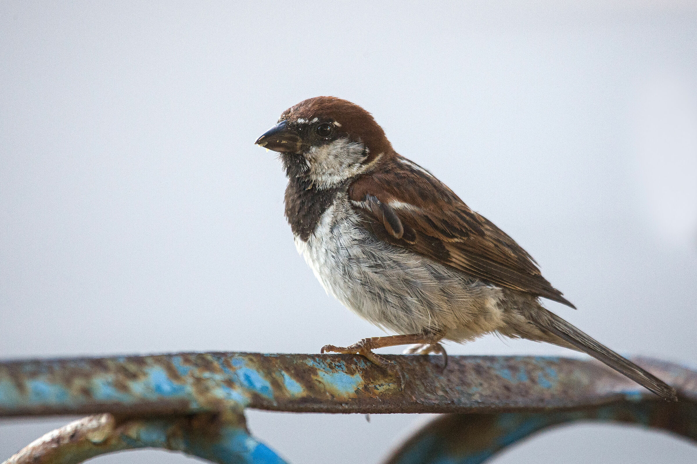 Sparrow