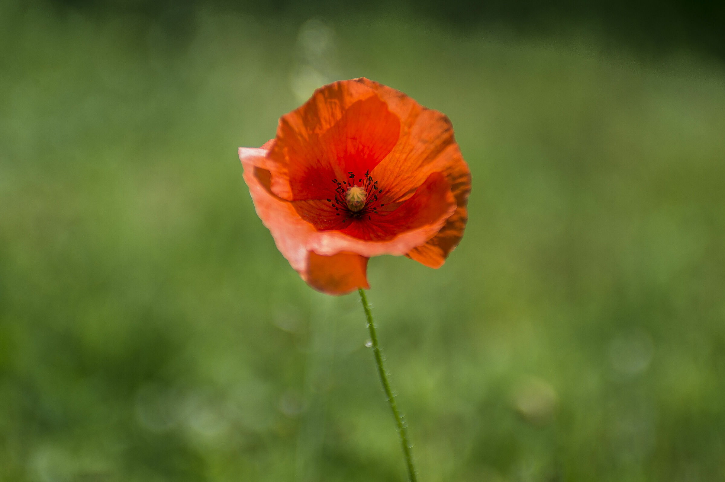 Poppy