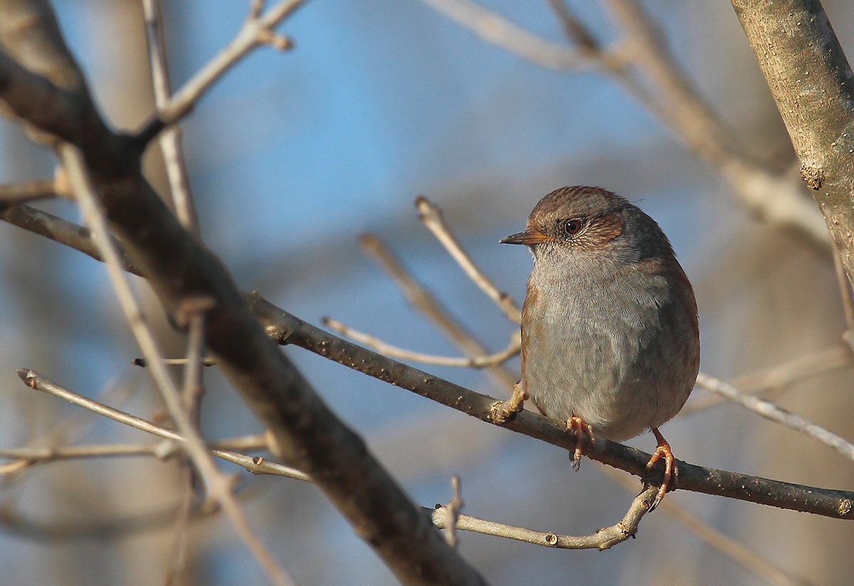 Dunnock (male)