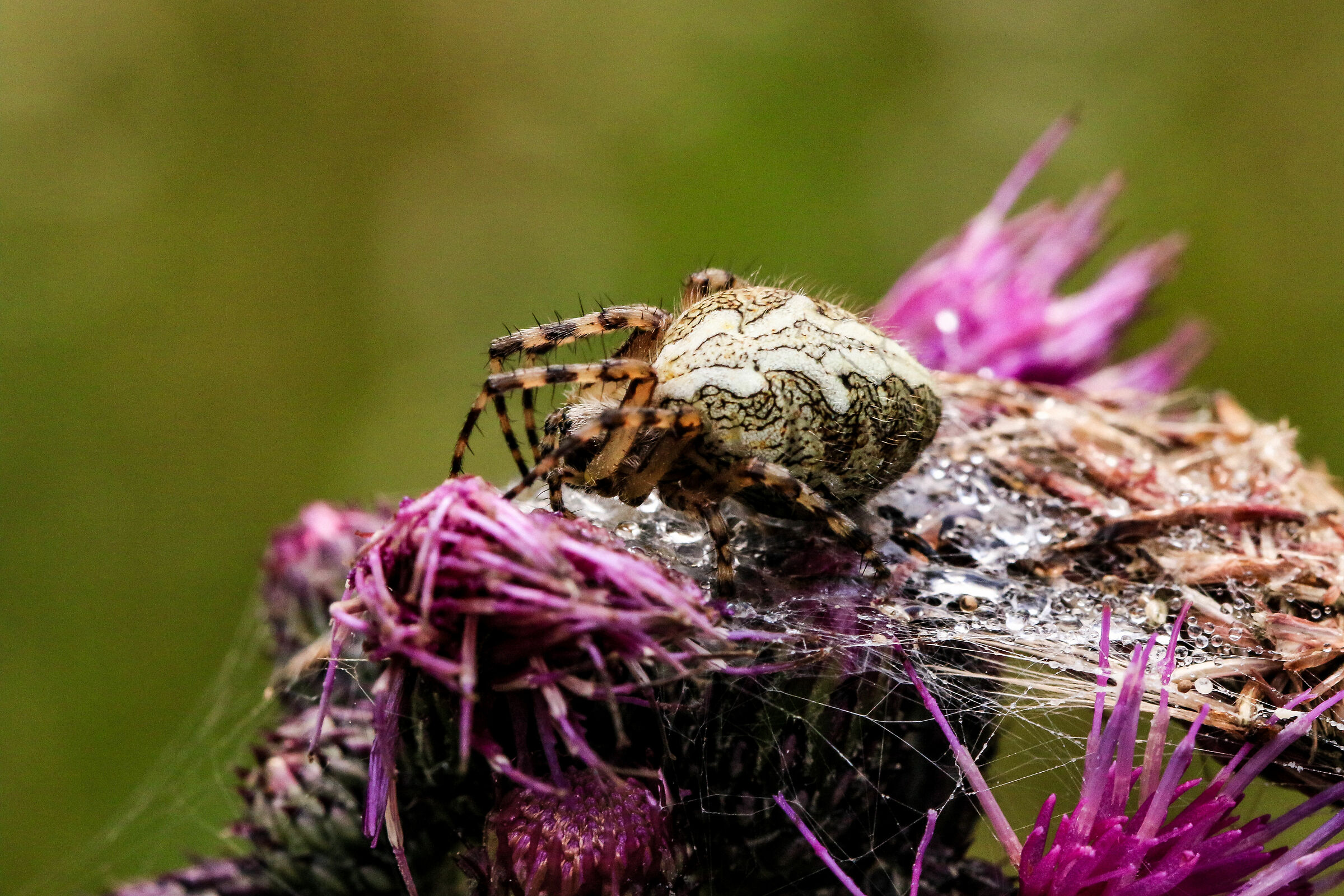 Ragno  Aculepeira ceropegia (Walckenaer, 1802) - Aranei