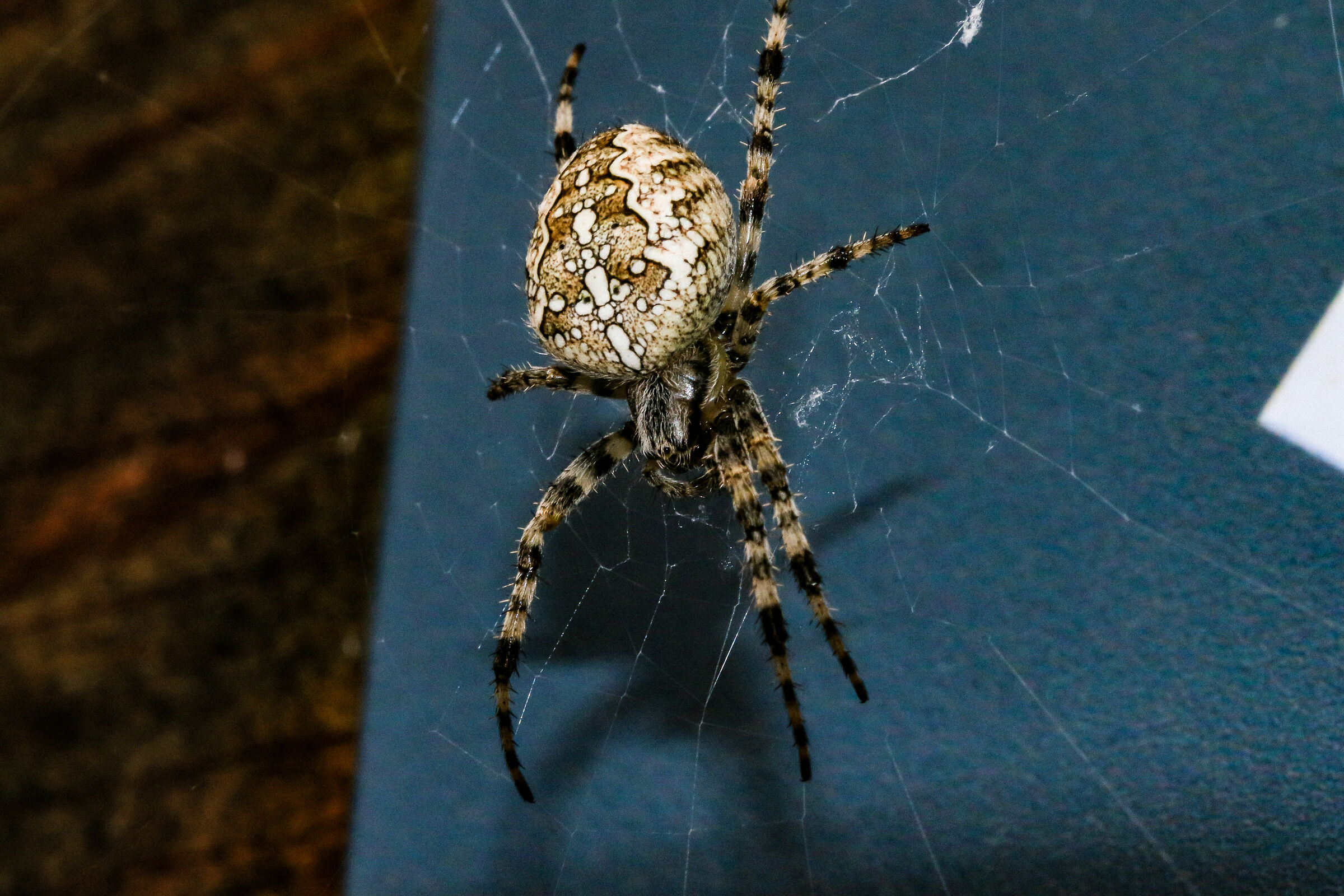 Araneus diadematus - Araneidae