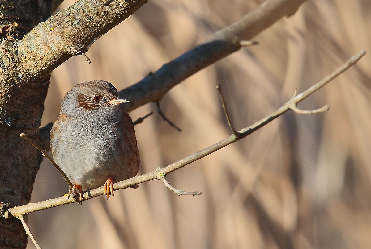 Dunnock (male)