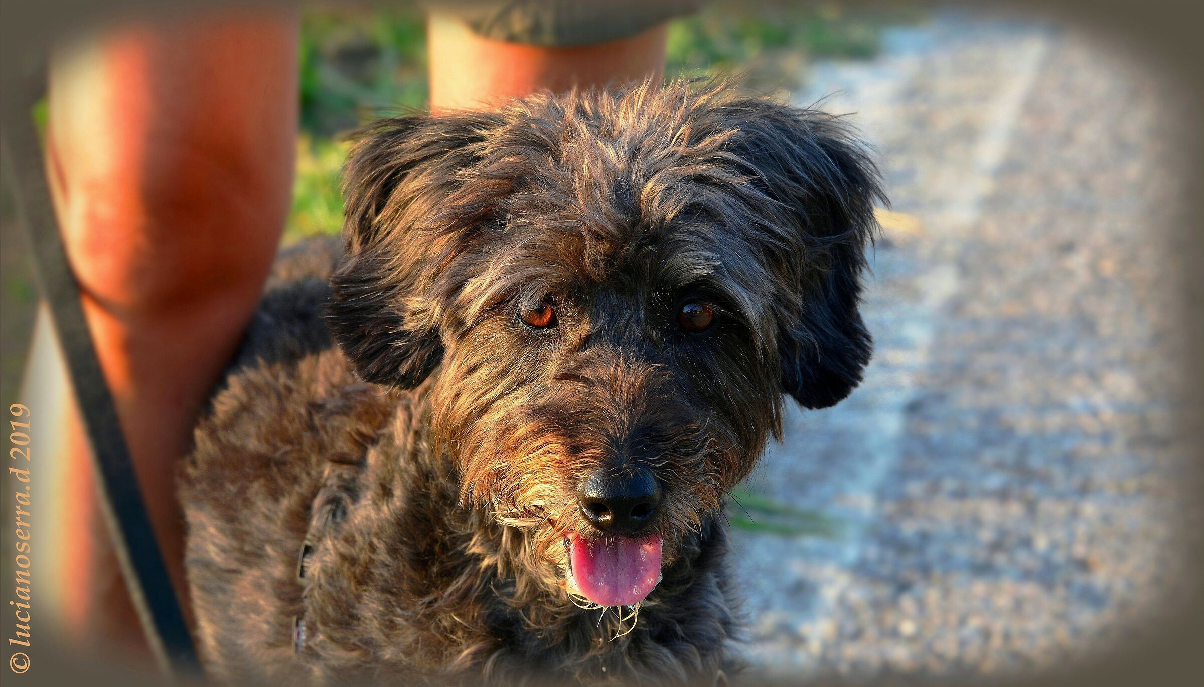 Wandina... la cagnolina giocherellona di Giorgia
